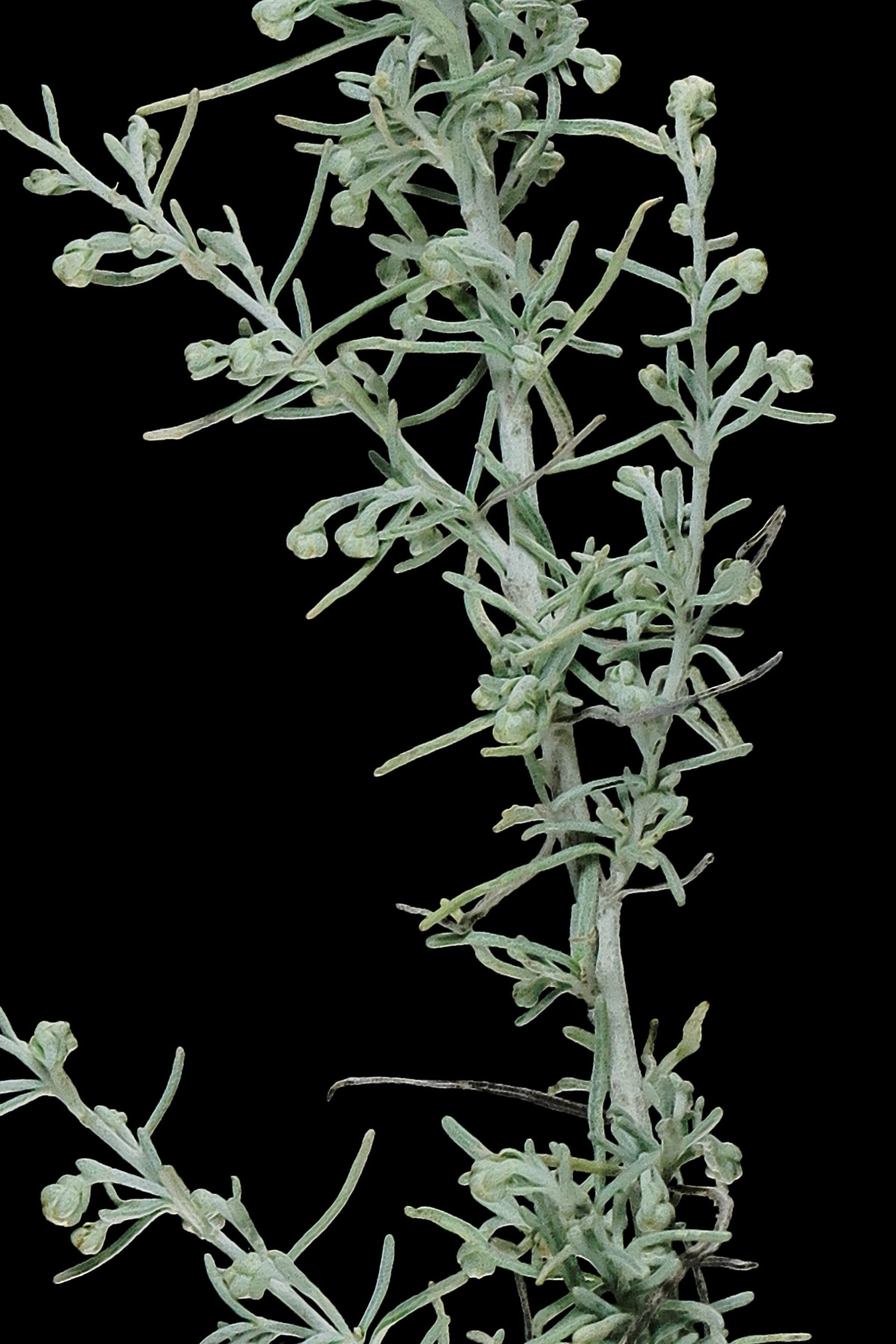 California Sagebrush — photo 20