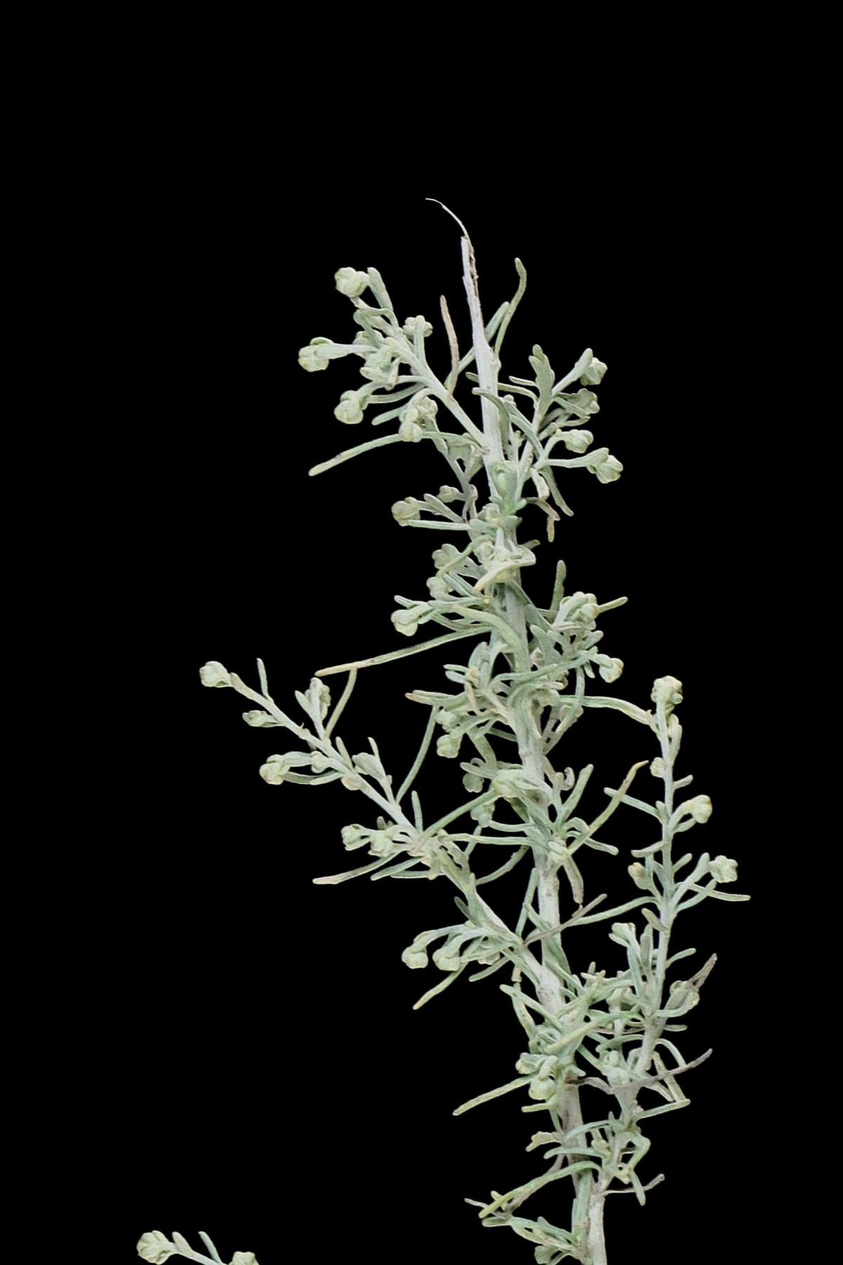 California Sagebrush — photo 21
