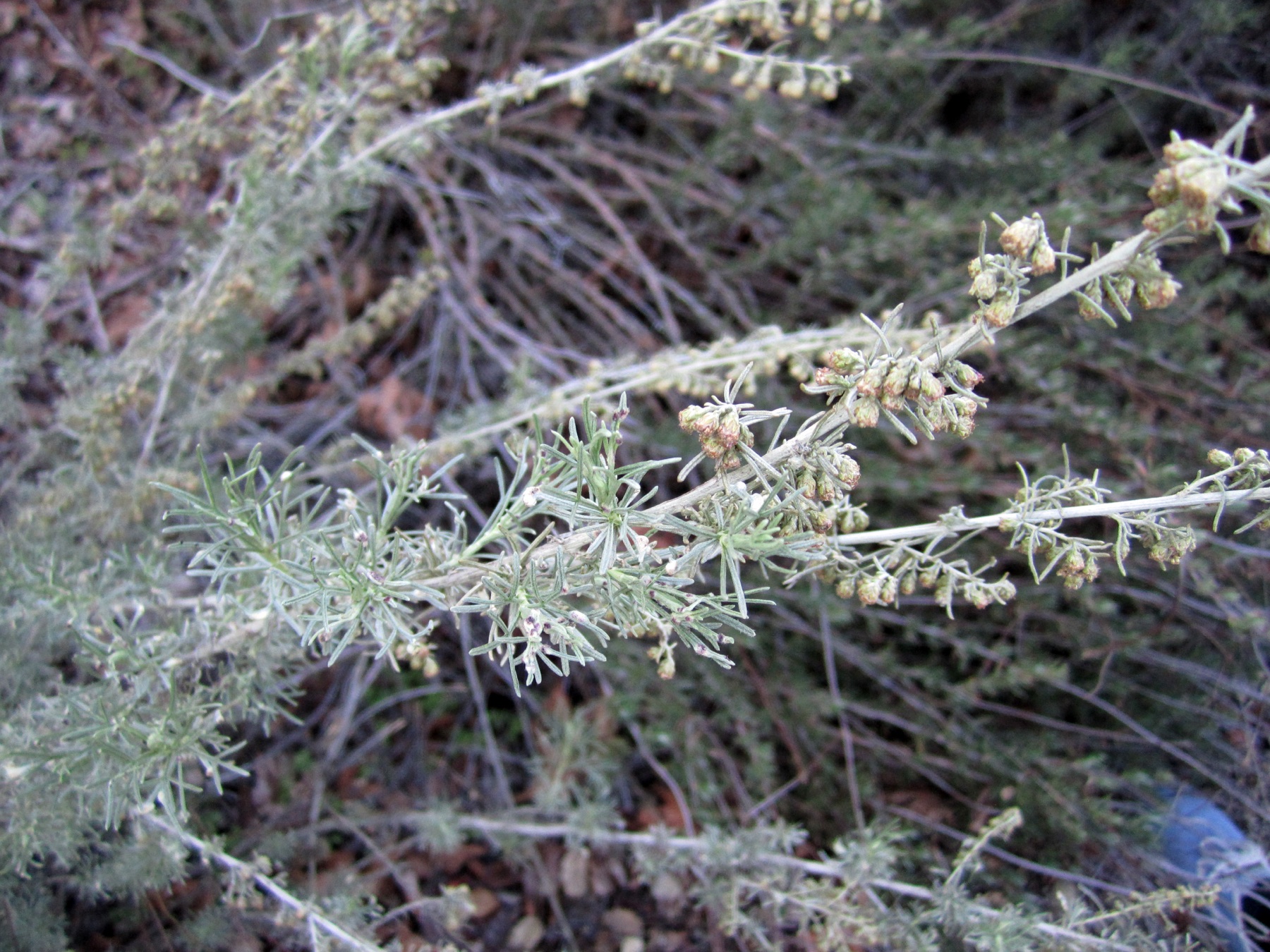 California Sagebrush — photo 22