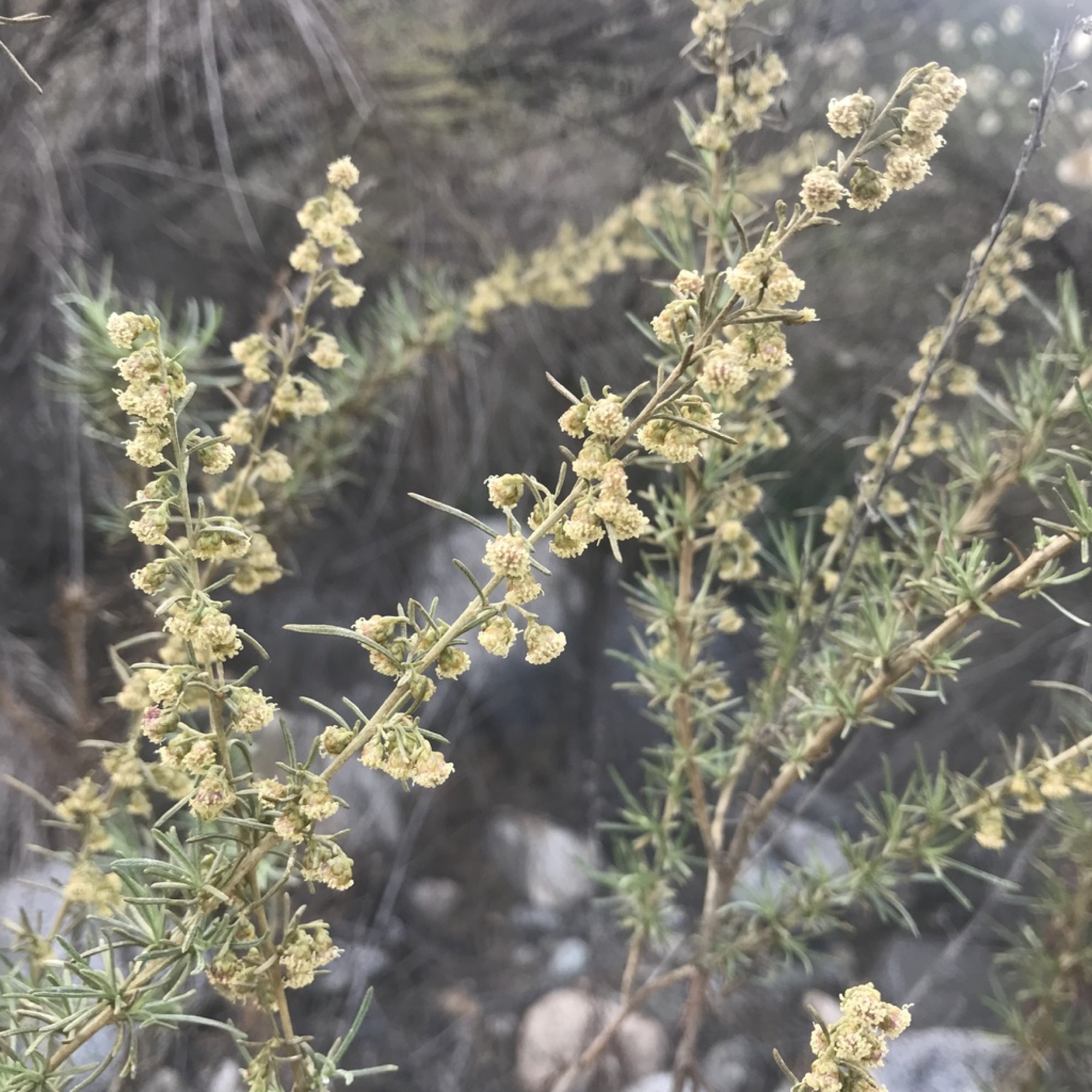 California Sagebrush — photo 23