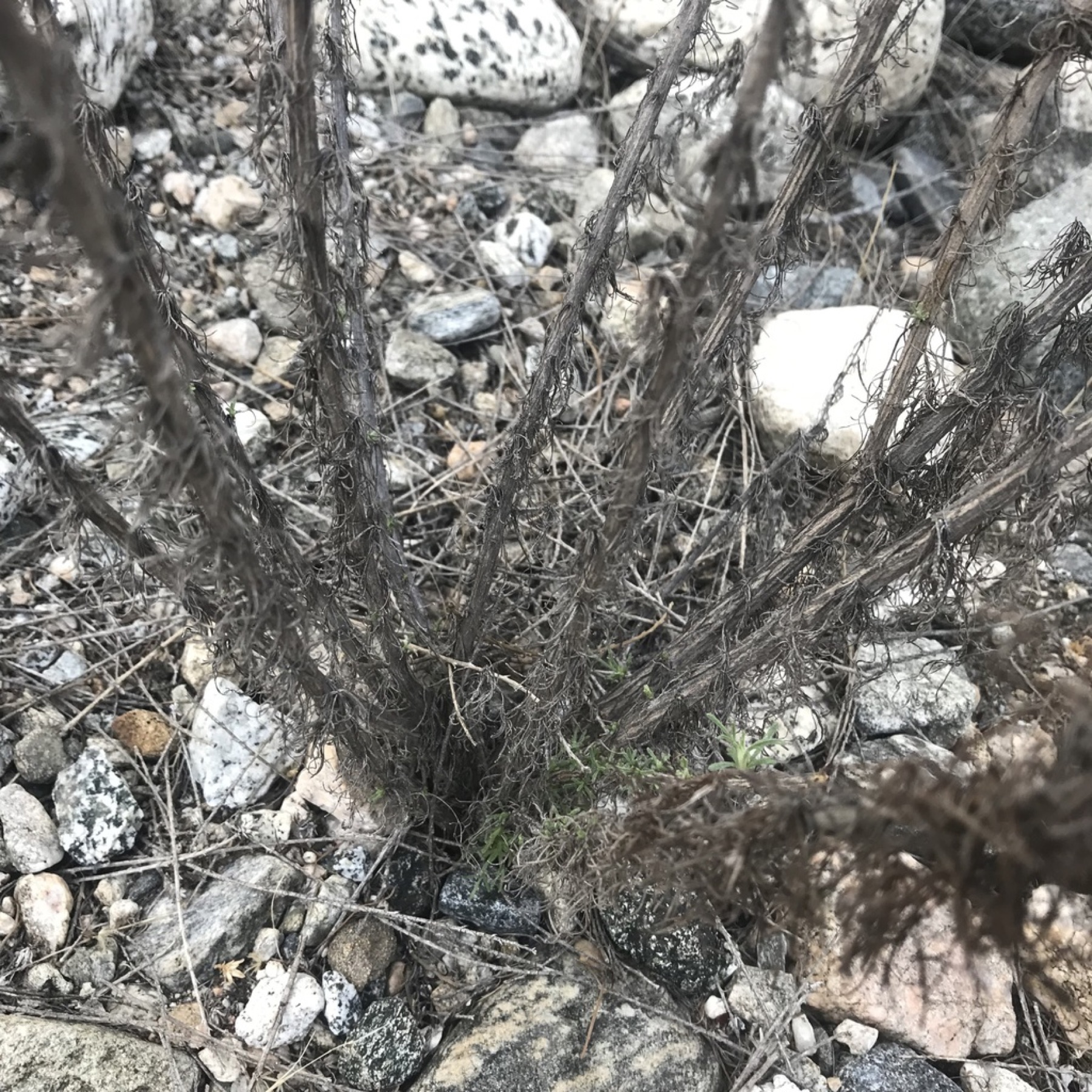 California Sagebrush — photo 24