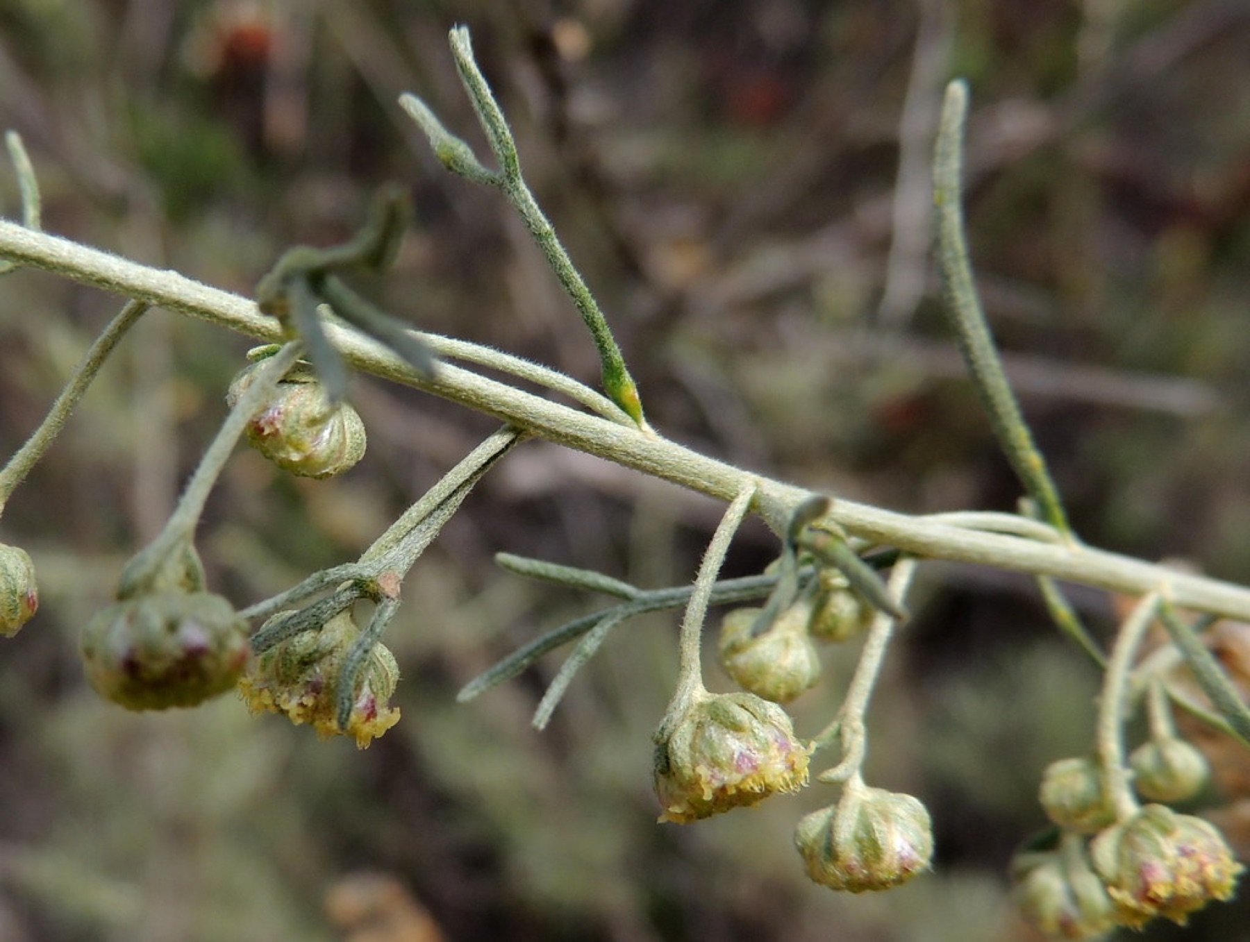 California Sagebrush