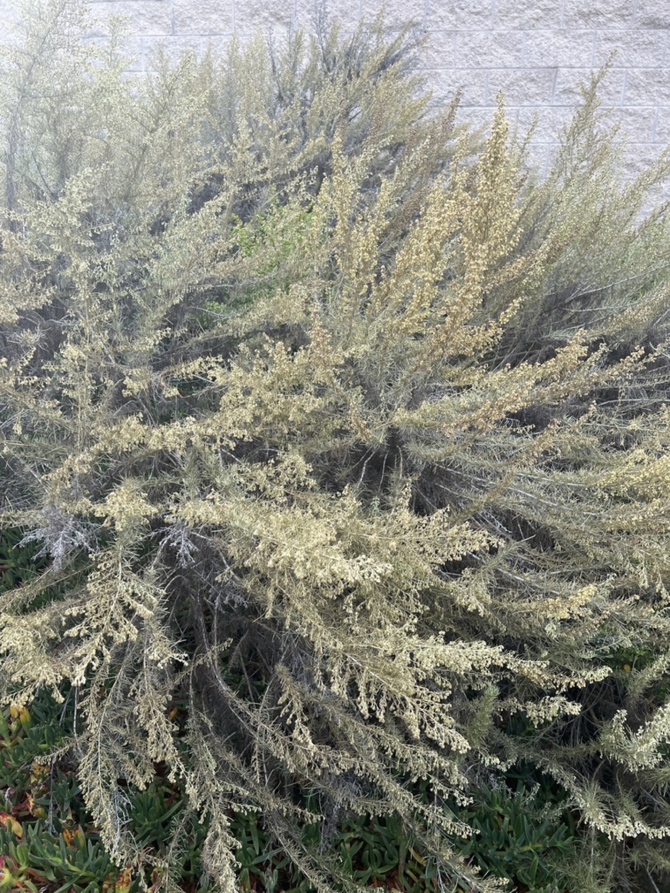 California Sagebrush — photo 2