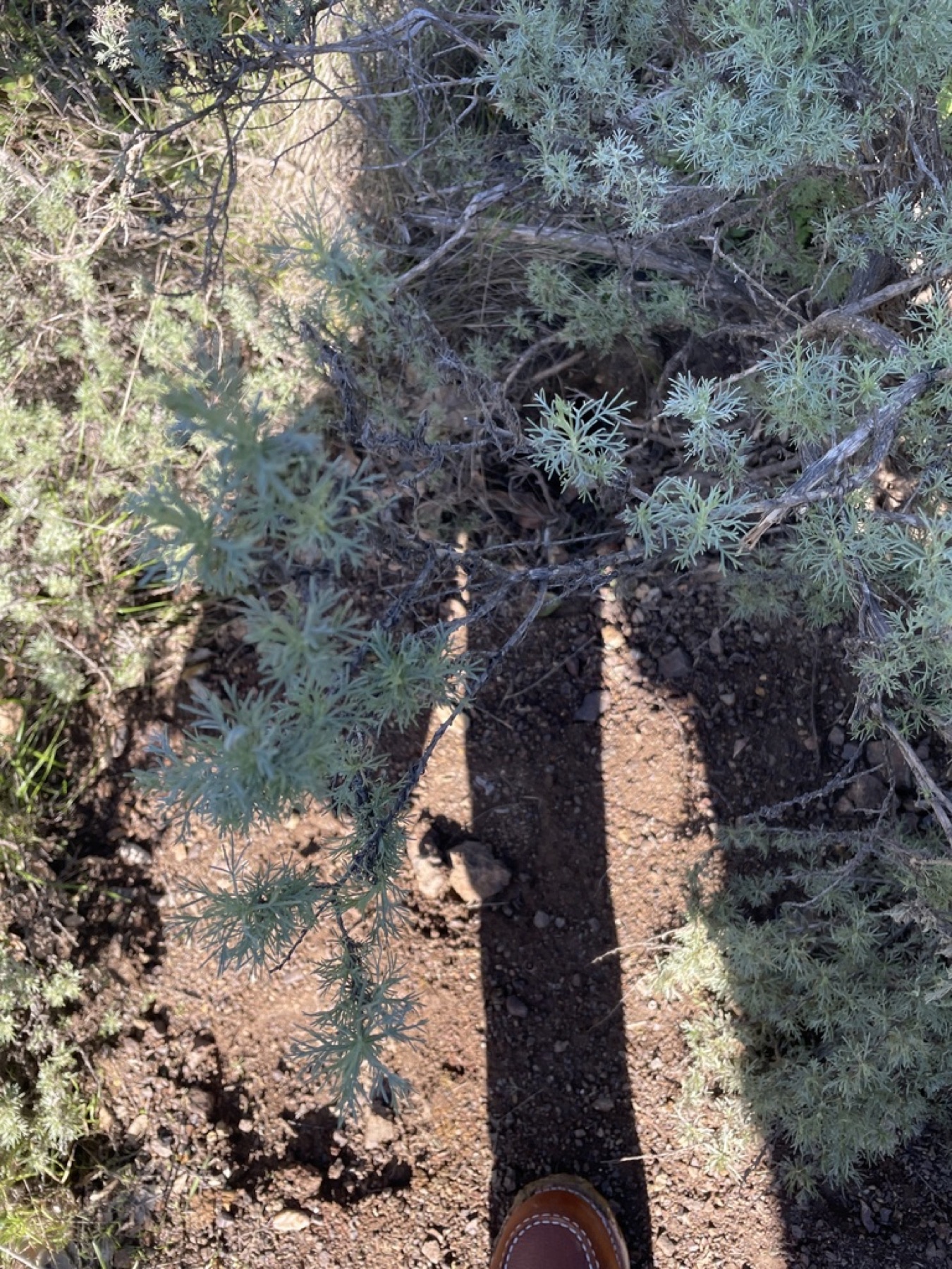 California Sagebrush — photo 3