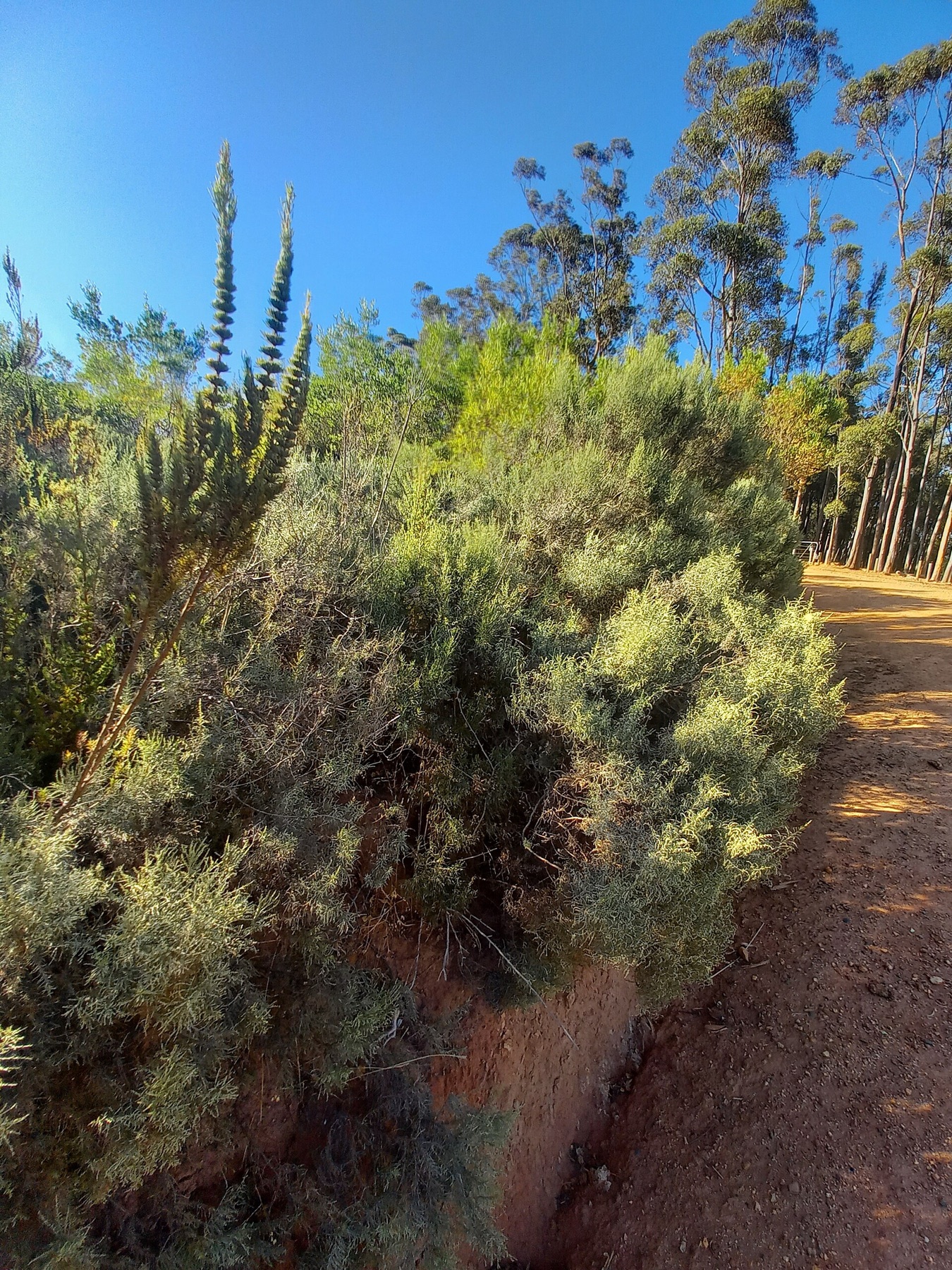 California Sagebrush — photo 4
