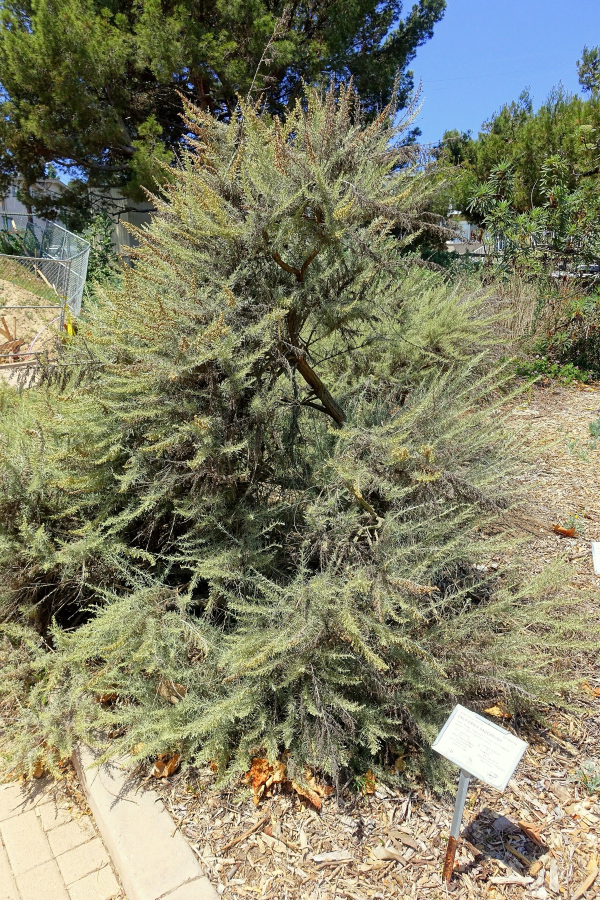 California Sagebrush — photo 5