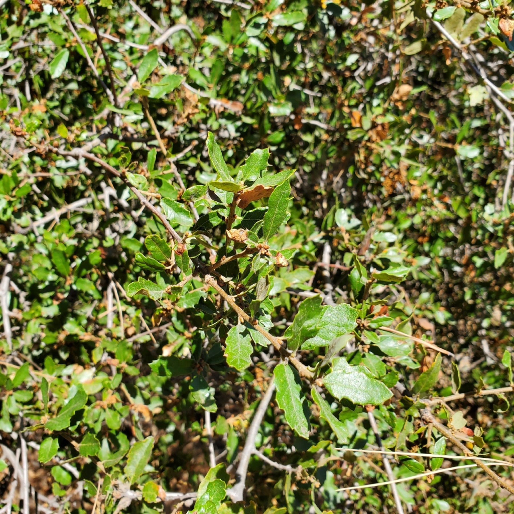 California Scrub Oak — photo 6