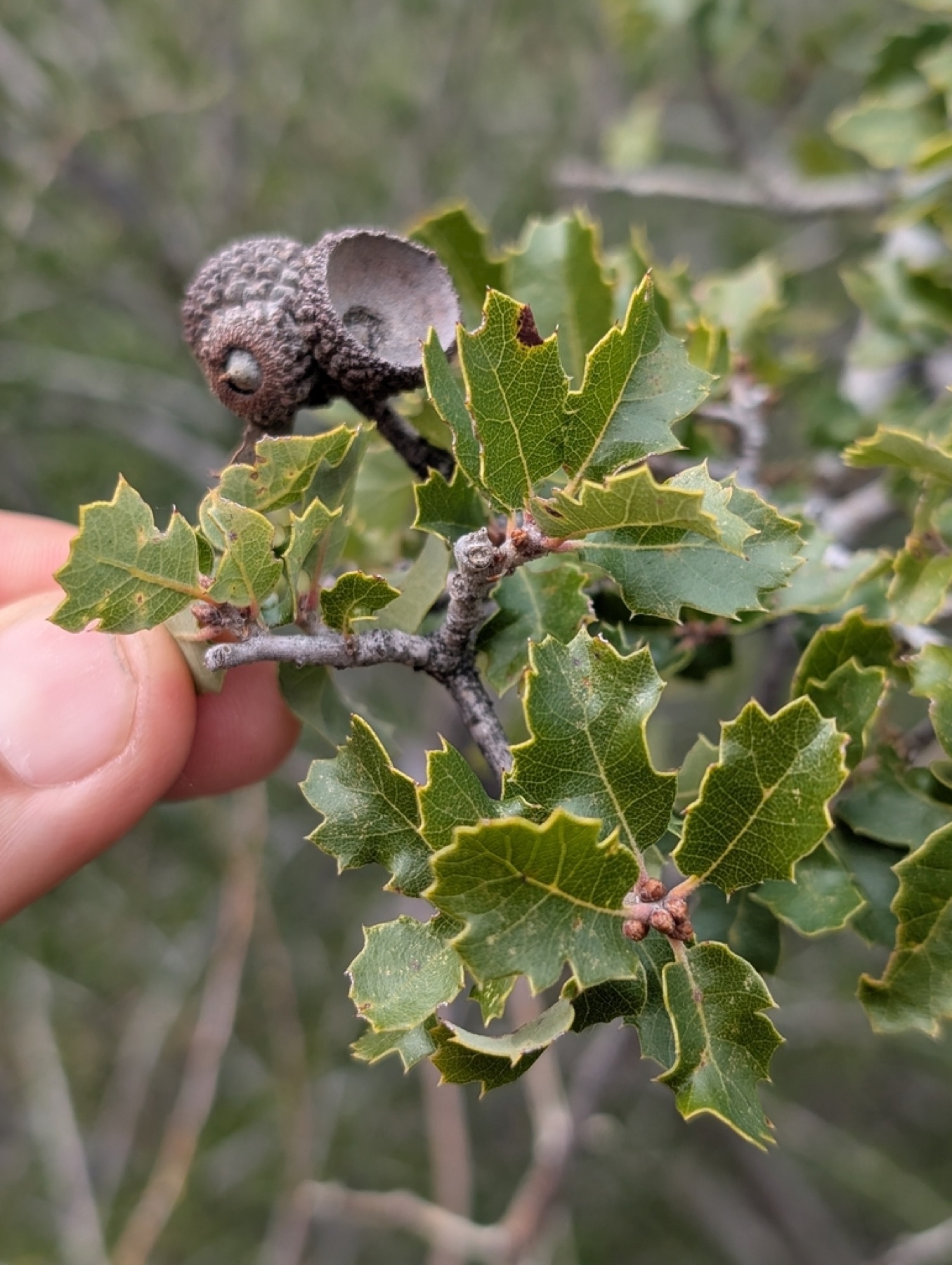 California Scrub Oak — photo 7