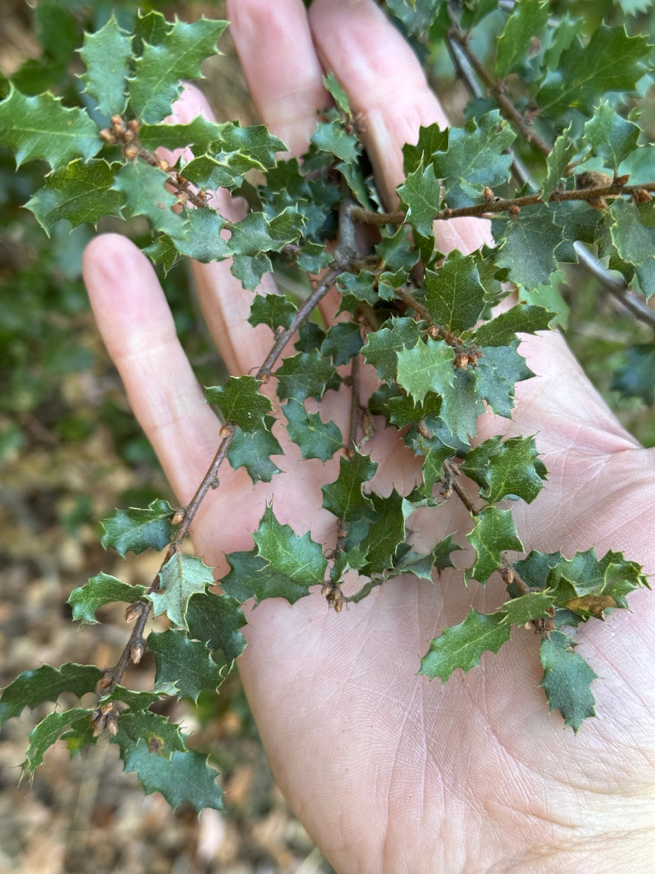 California Scrub Oak — photo 9