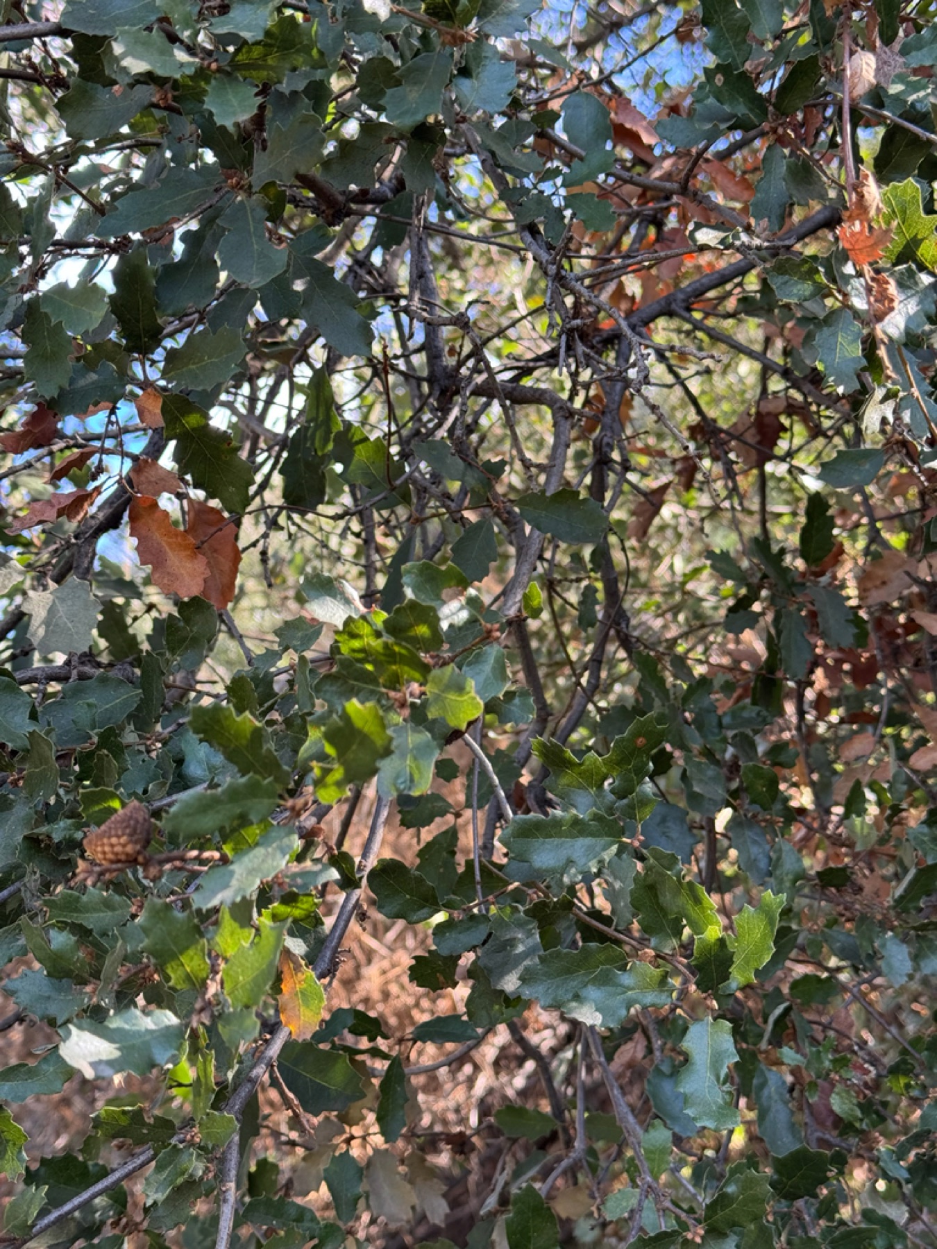 California Scrub Oak — photo 10