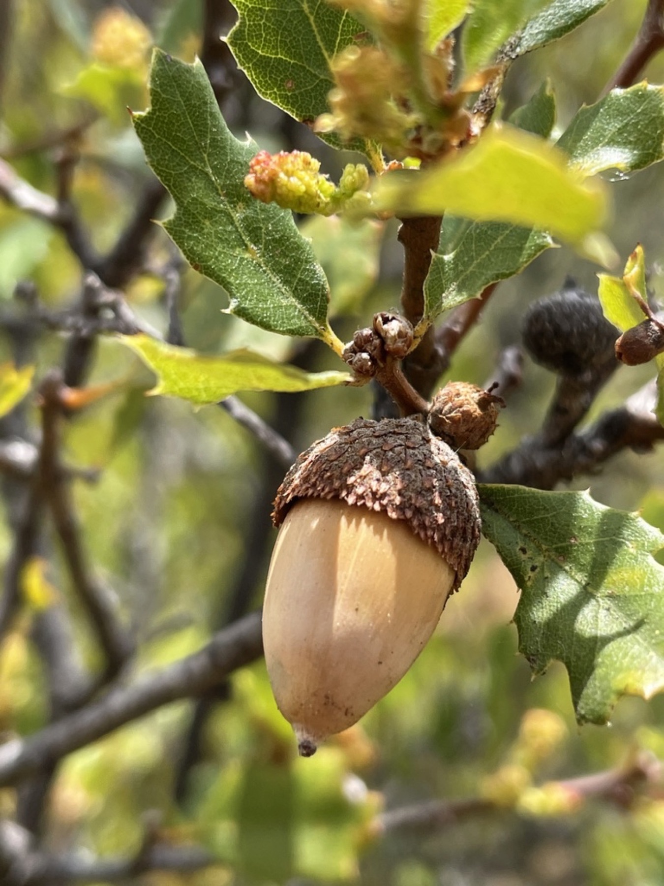 California Scrub Oak — photo 11