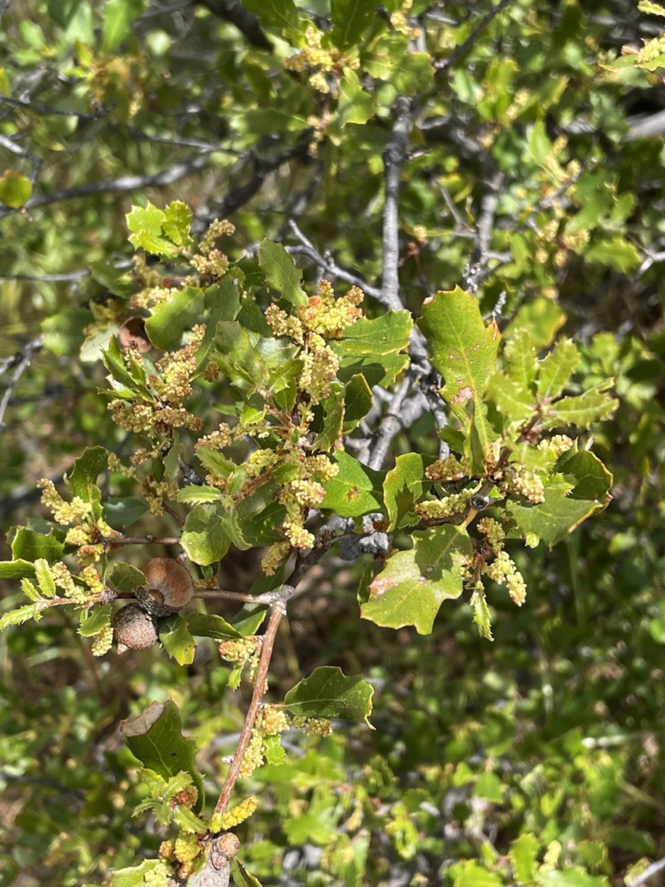 California Scrub Oak — photo 12