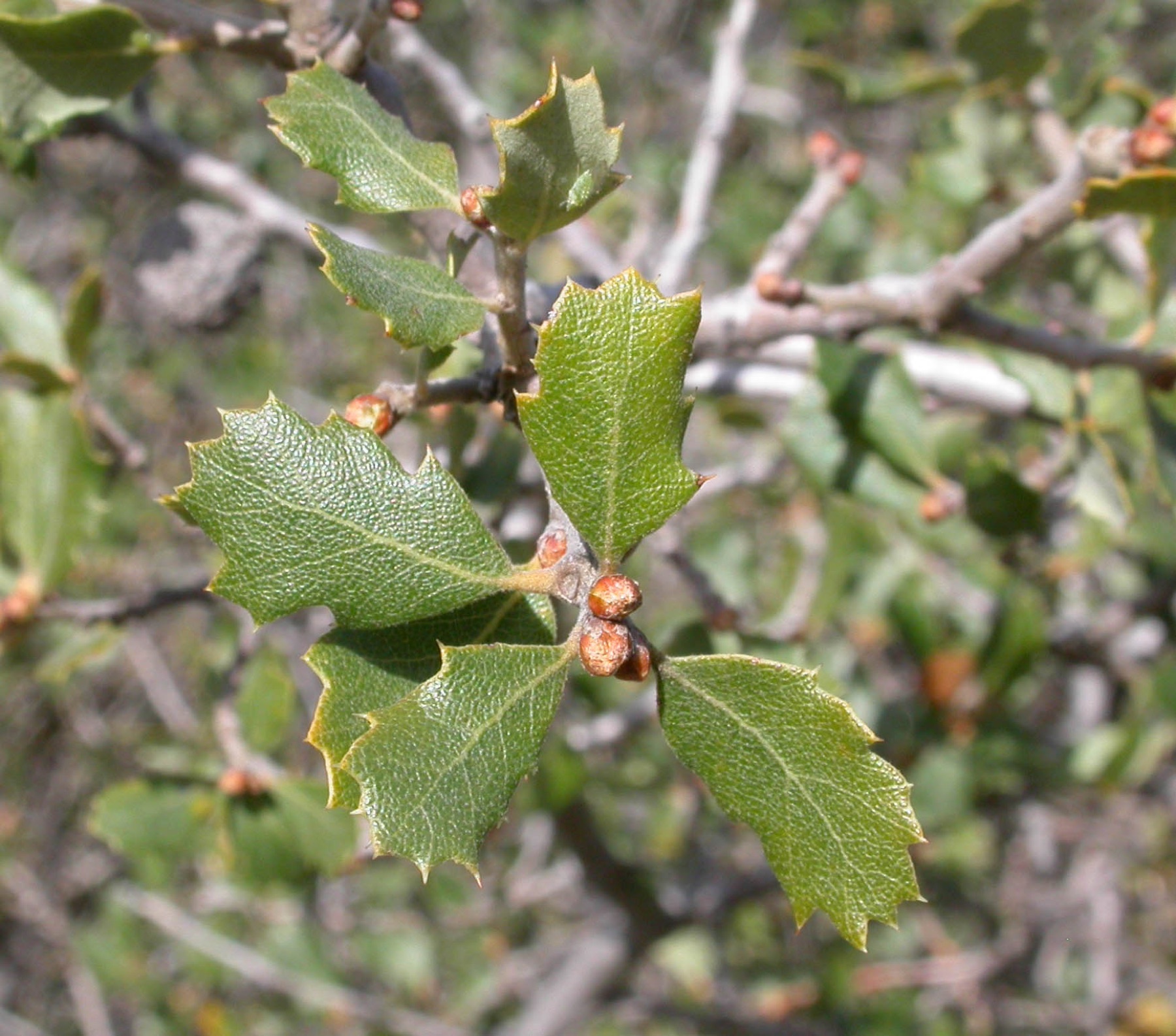 California Scrub Oak — photo 13