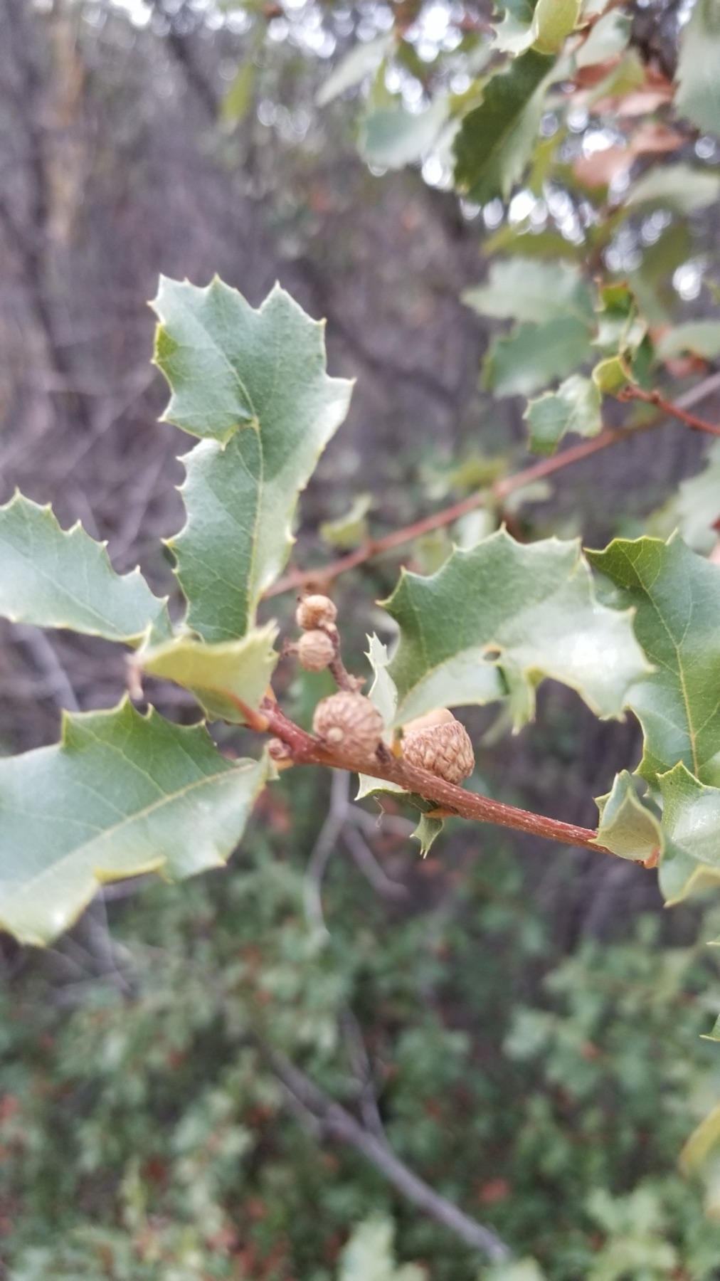 California Scrub Oak — photo 14