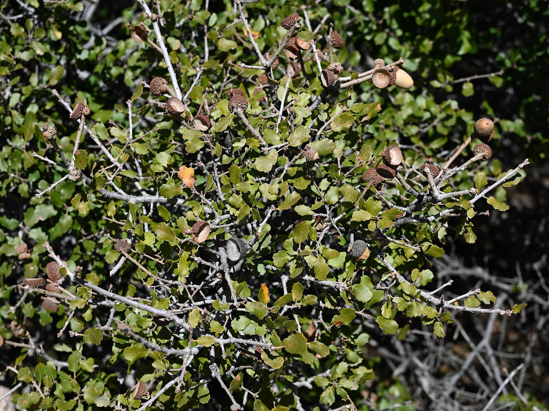 California Scrub Oak — photo 15