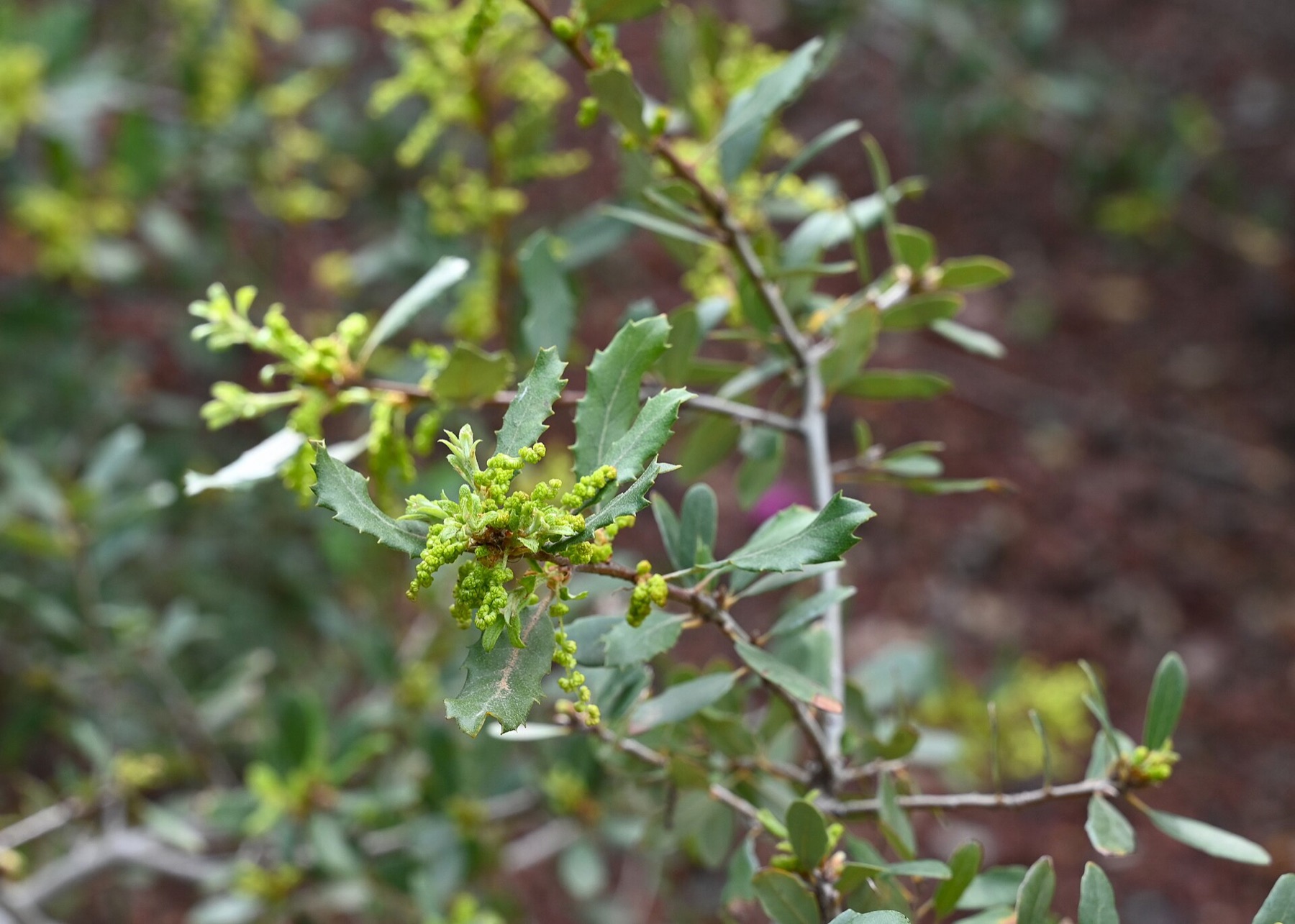 California Scrub Oak — photo 16