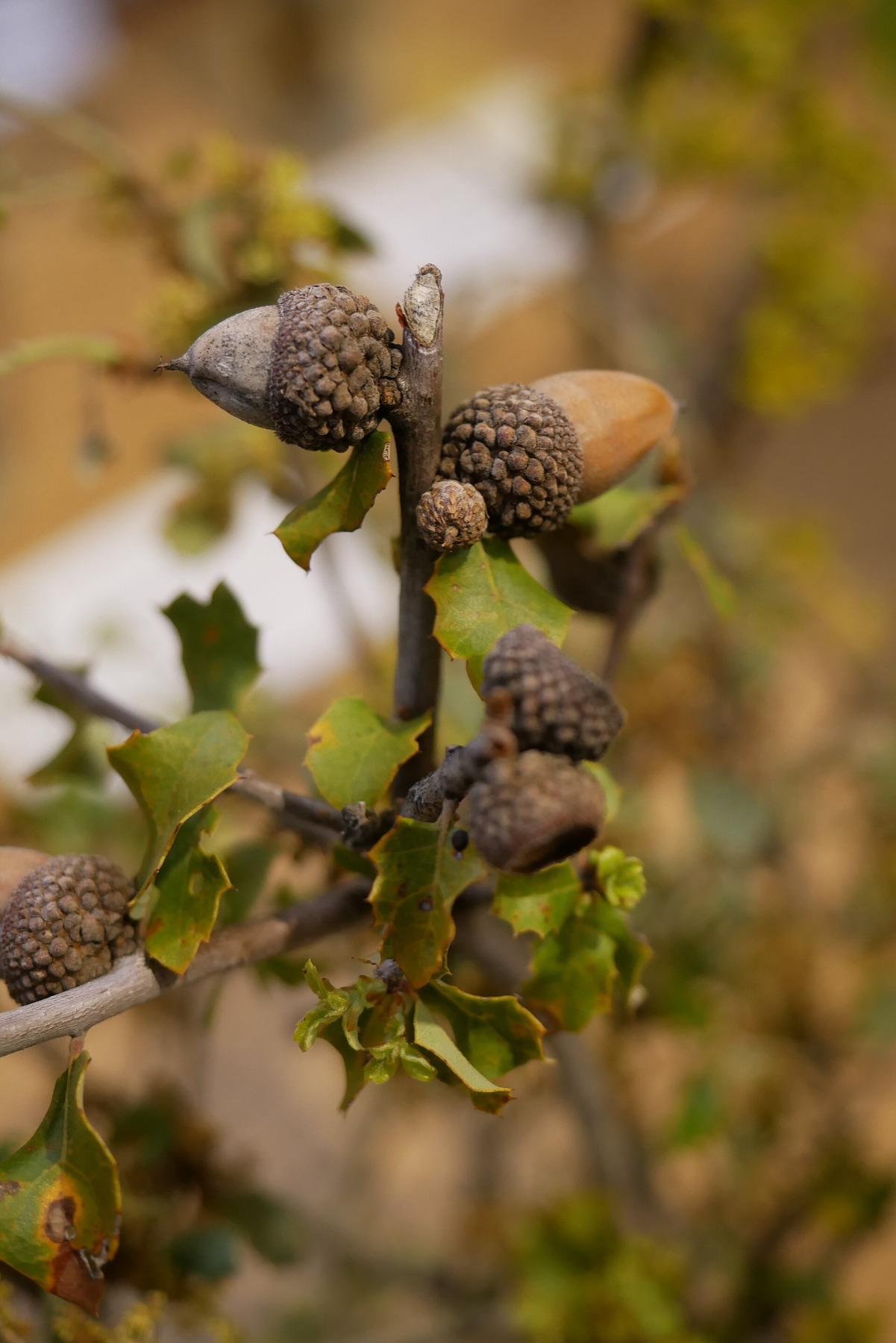California Scrub Oak — photo 17