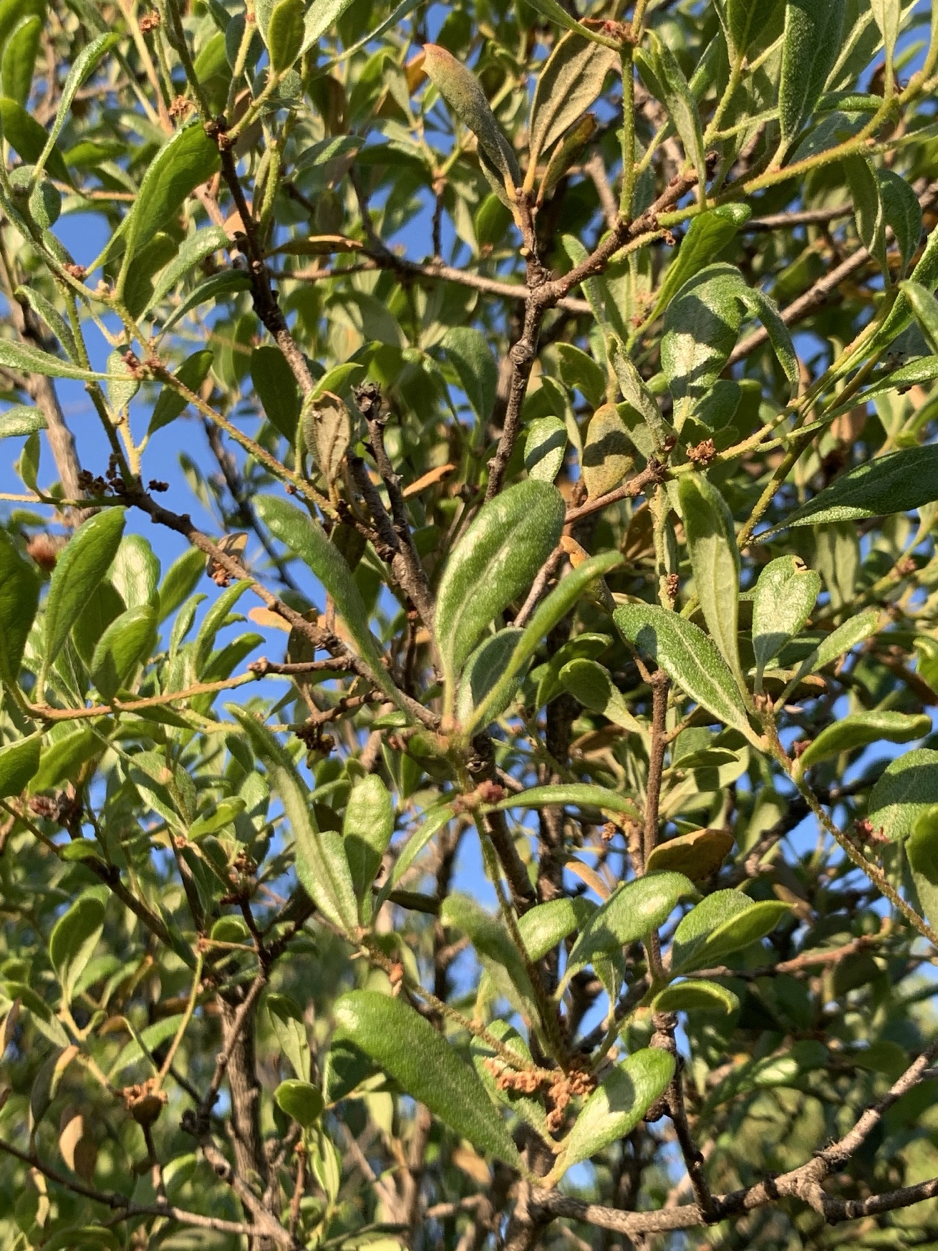California Scrub Oak — photo 18