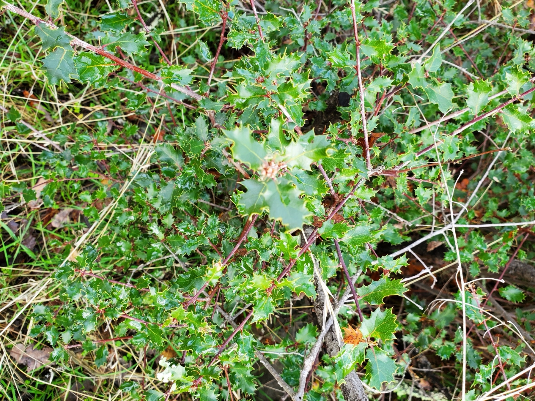 California Scrub Oak — photo 19