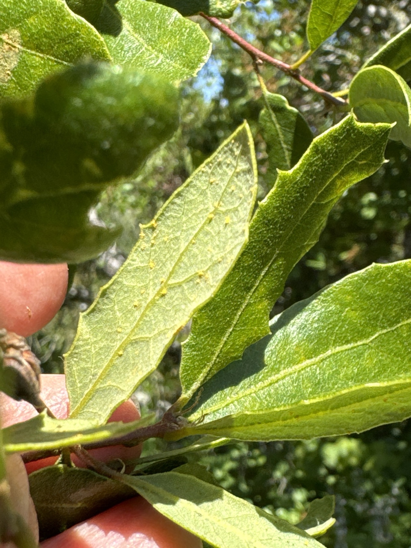 California Scrub Oak — photo 20