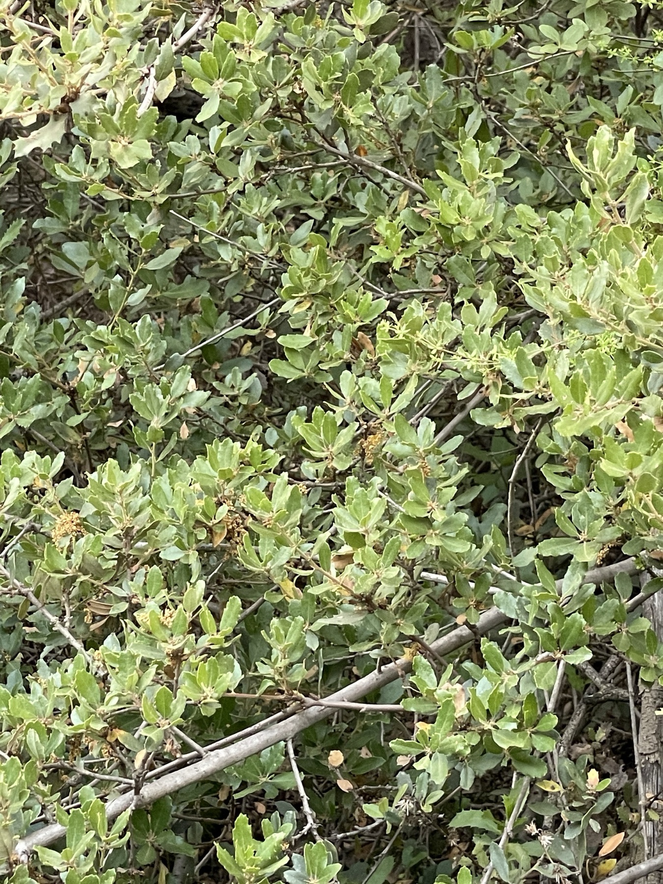 California Scrub Oak — photo 21