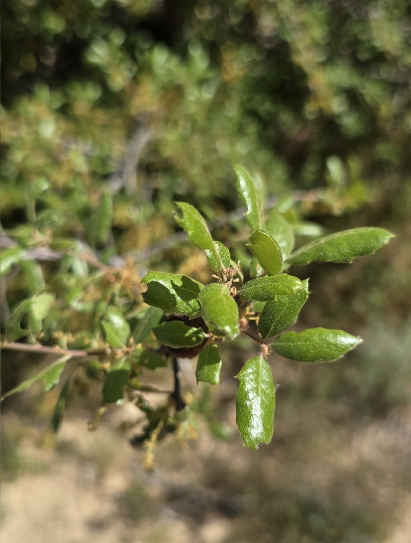 California Scrub Oak — photo 22