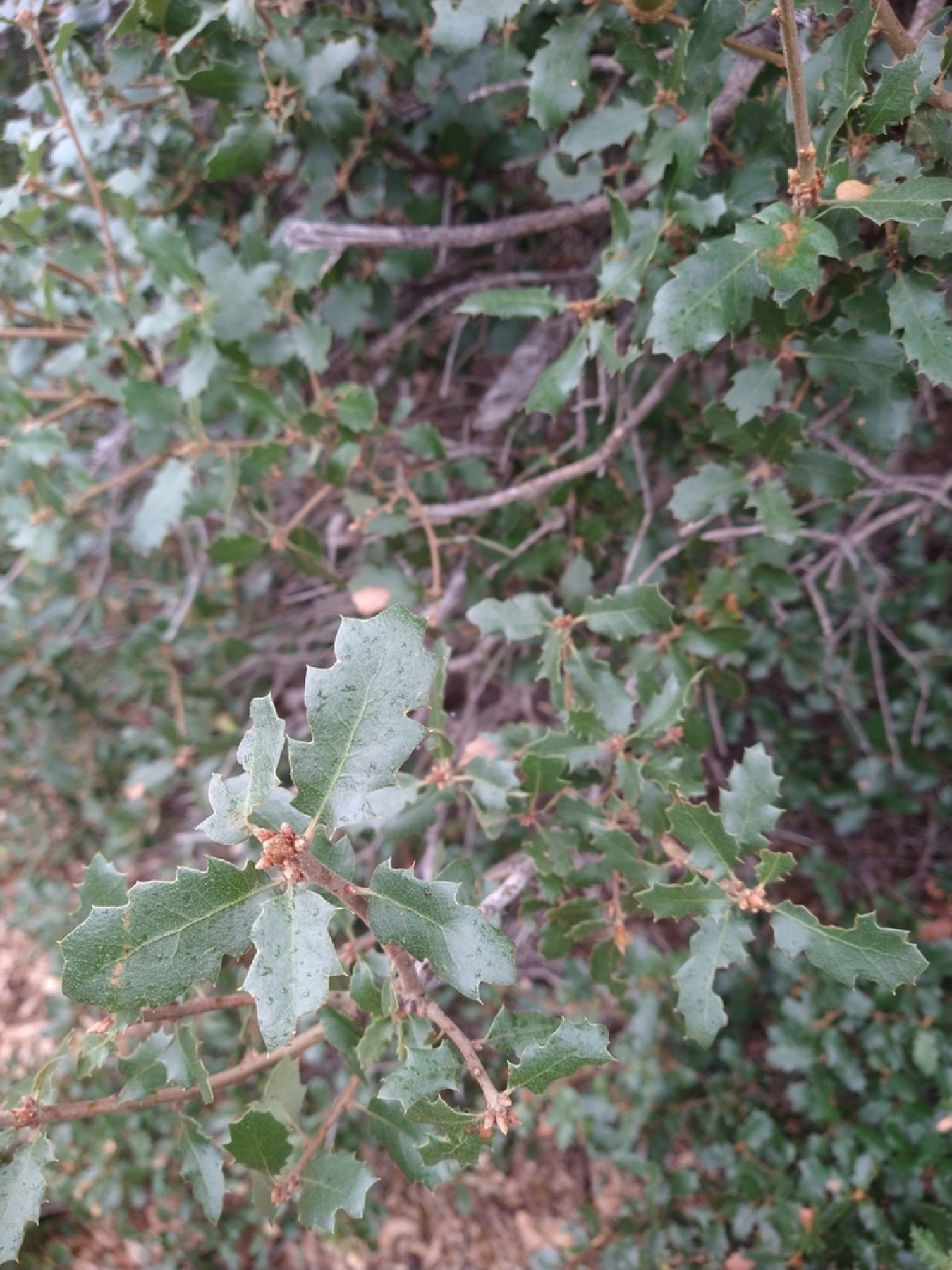 California Scrub Oak — photo 23