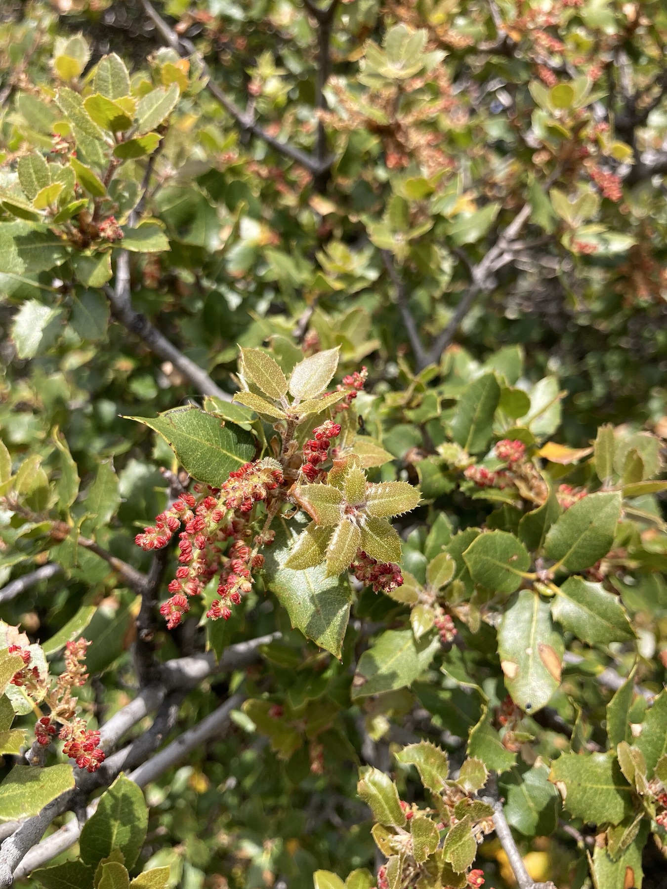 California Scrub Oak — photo 24