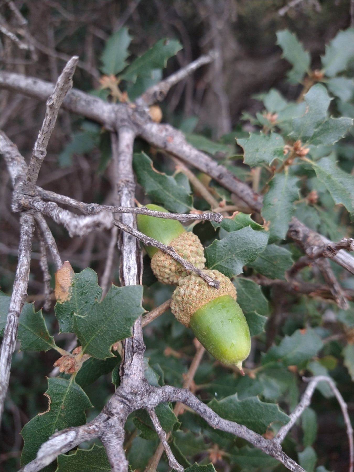 Lobed leaves — e.g. California Scrub Oak