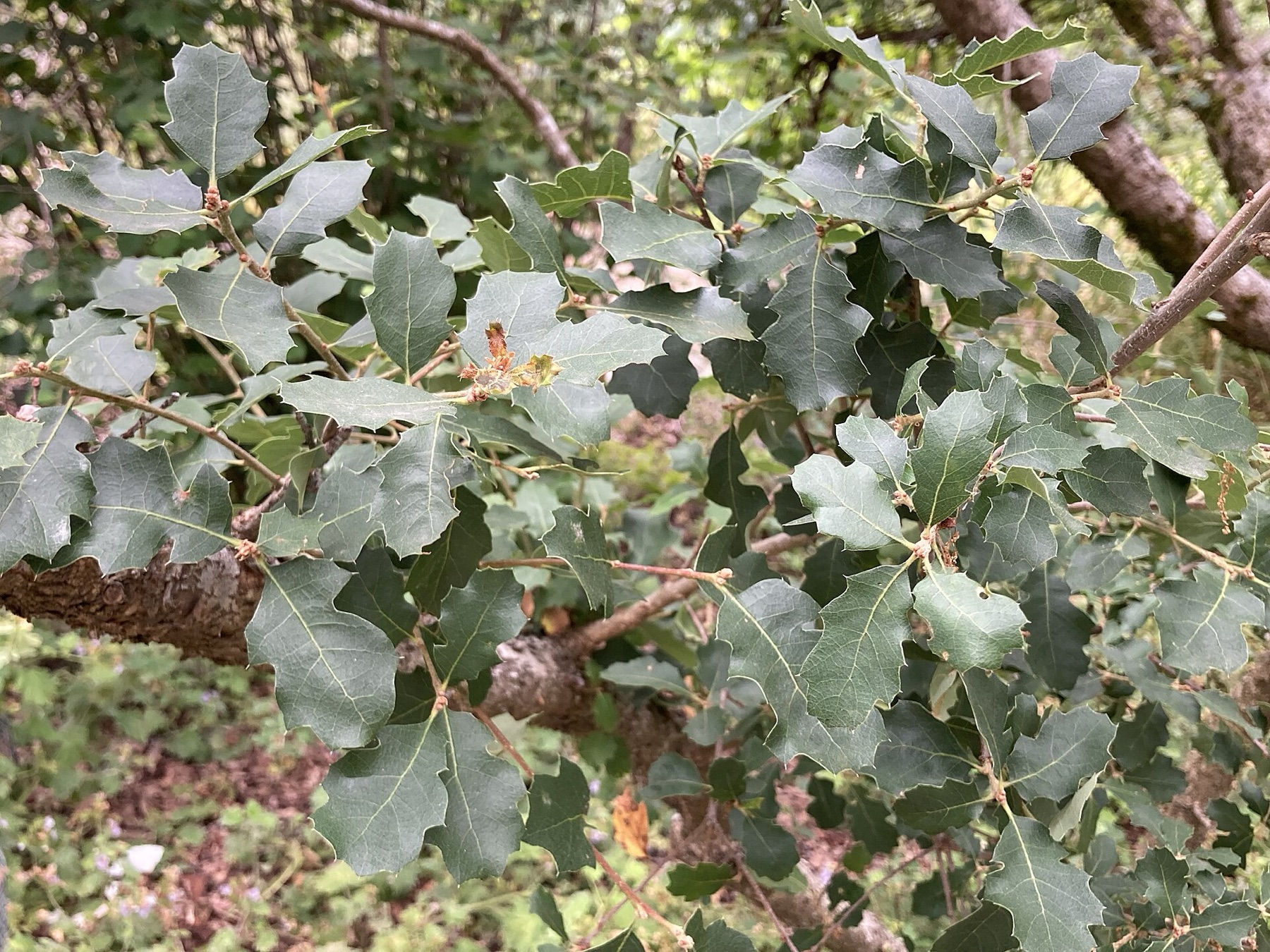 California Scrub Oak — photo 3