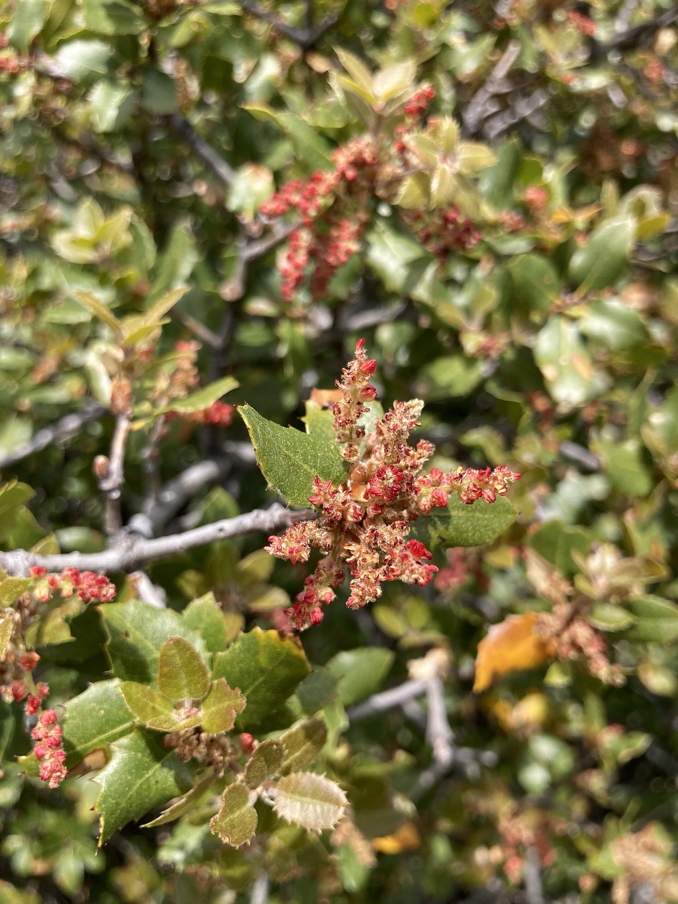 California Scrub Oak — photo 4