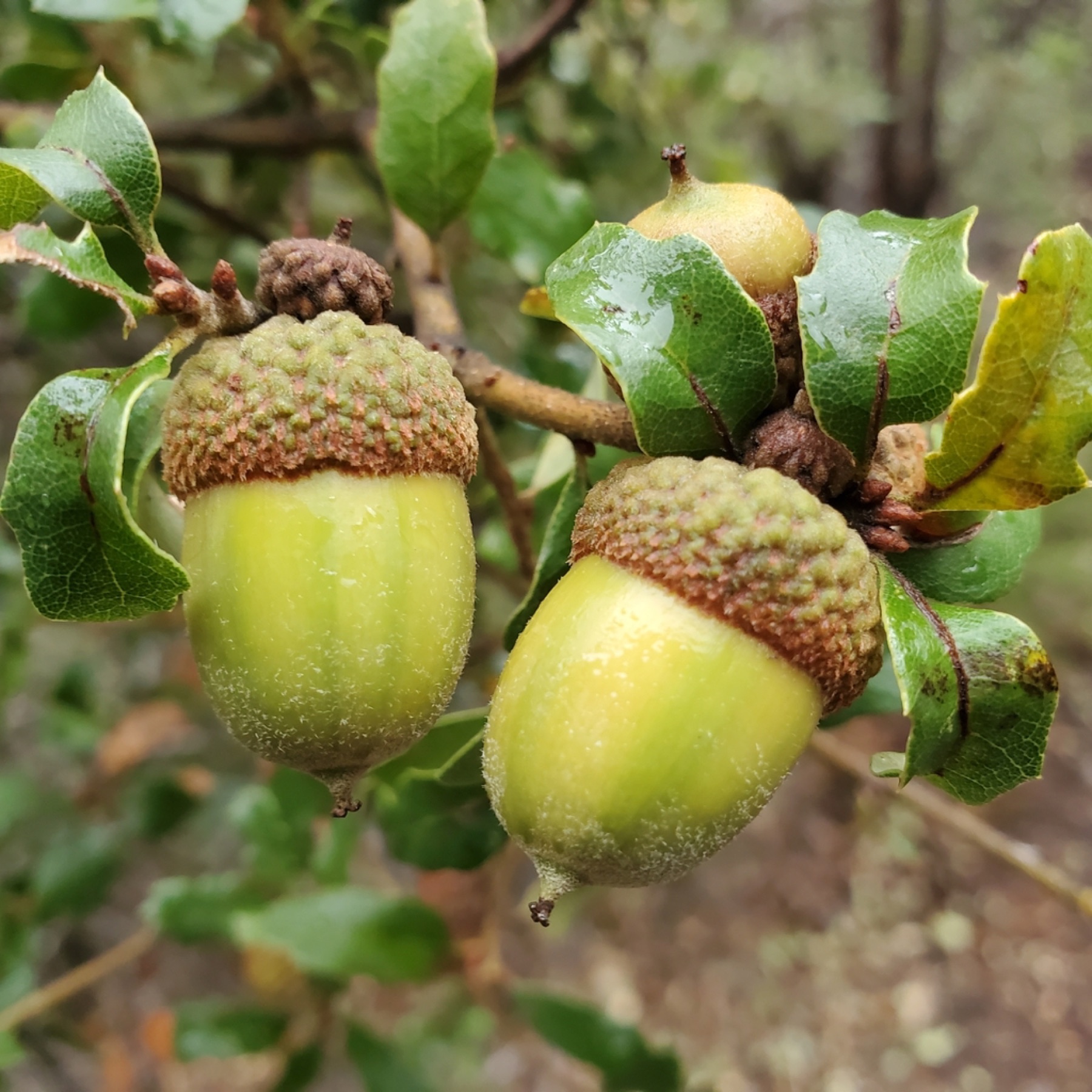 California Scrub Oak — photo 5