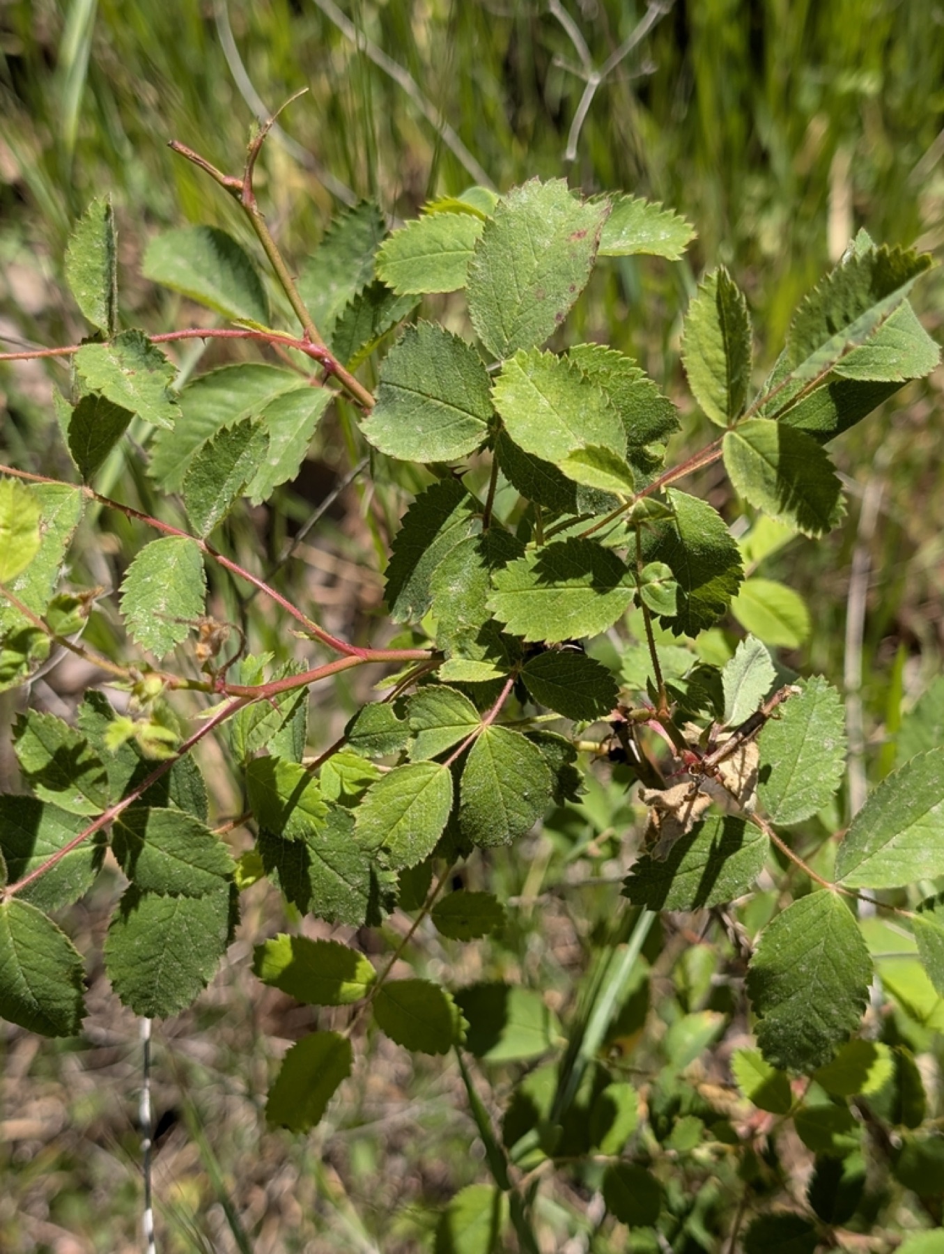 California Wild Rose — photo 7