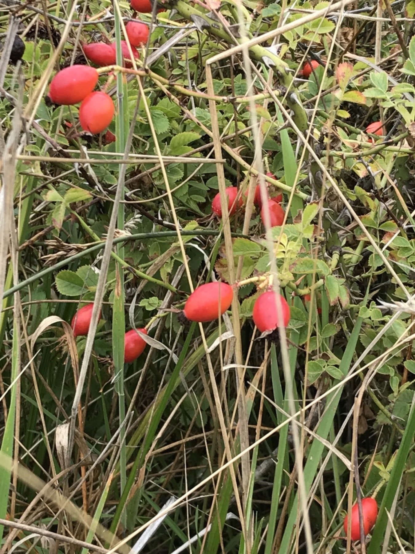 California Wild Rose — photo 9