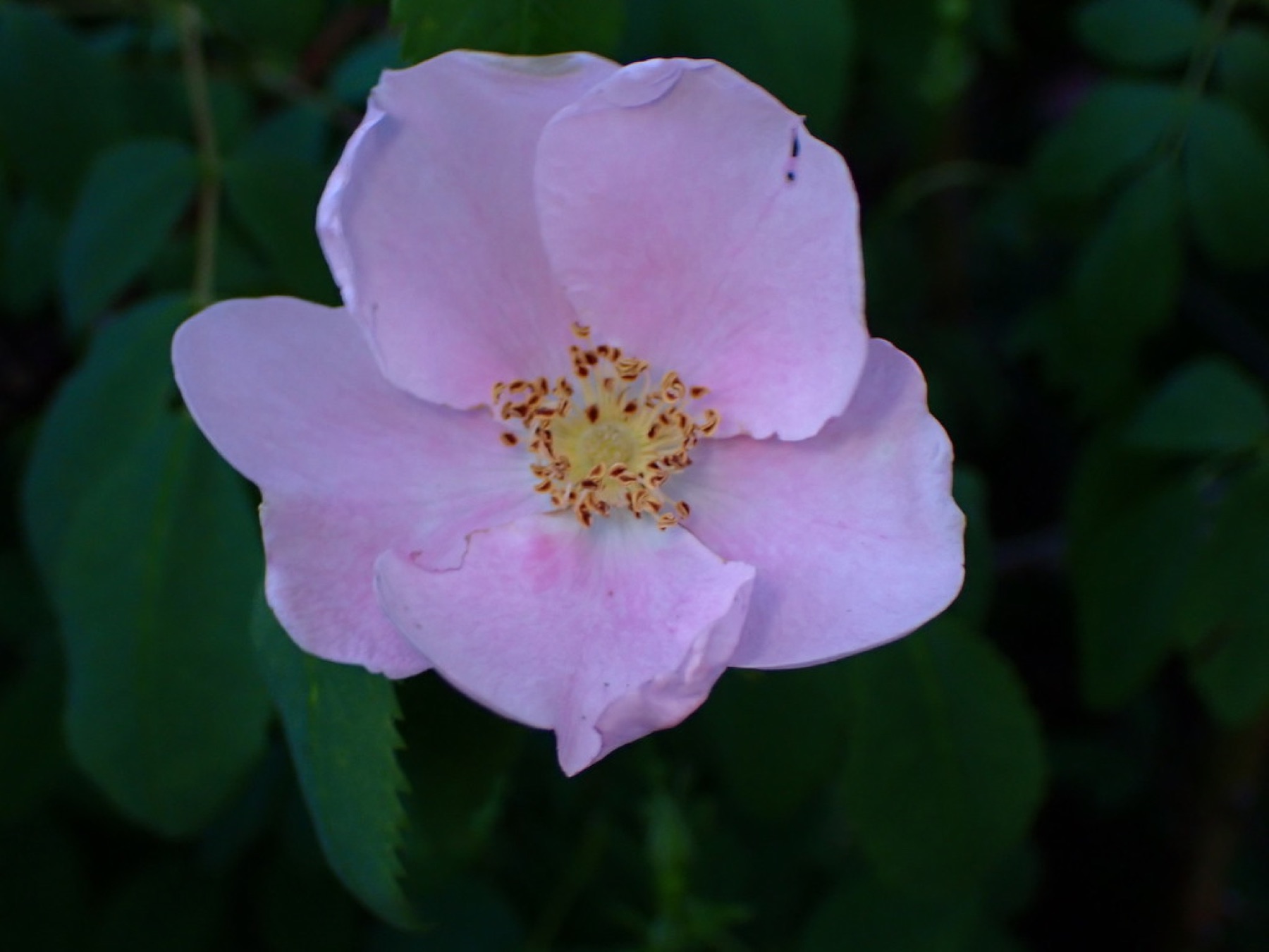 California Wild Rose — photo 10