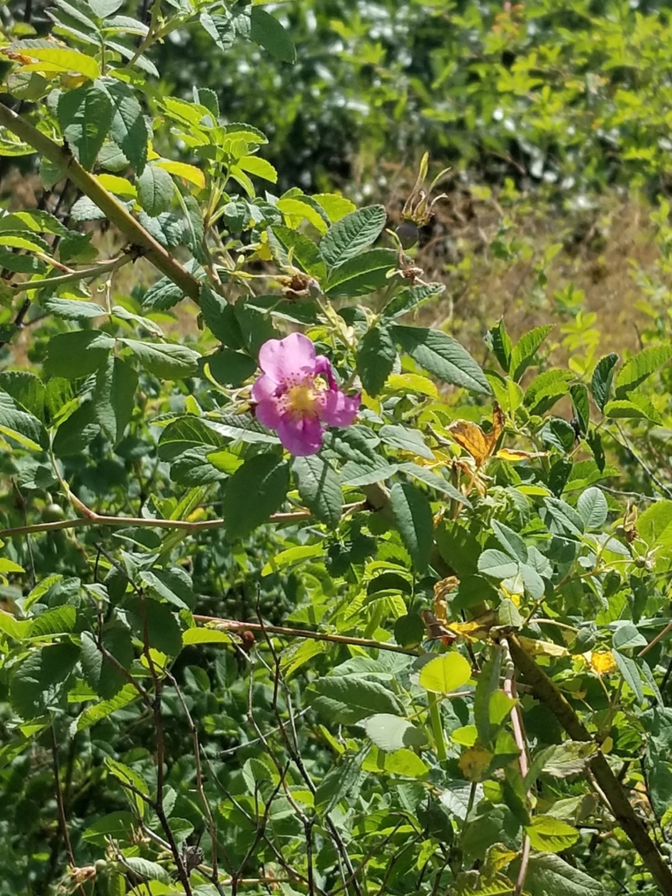 California Wild Rose — photo 11