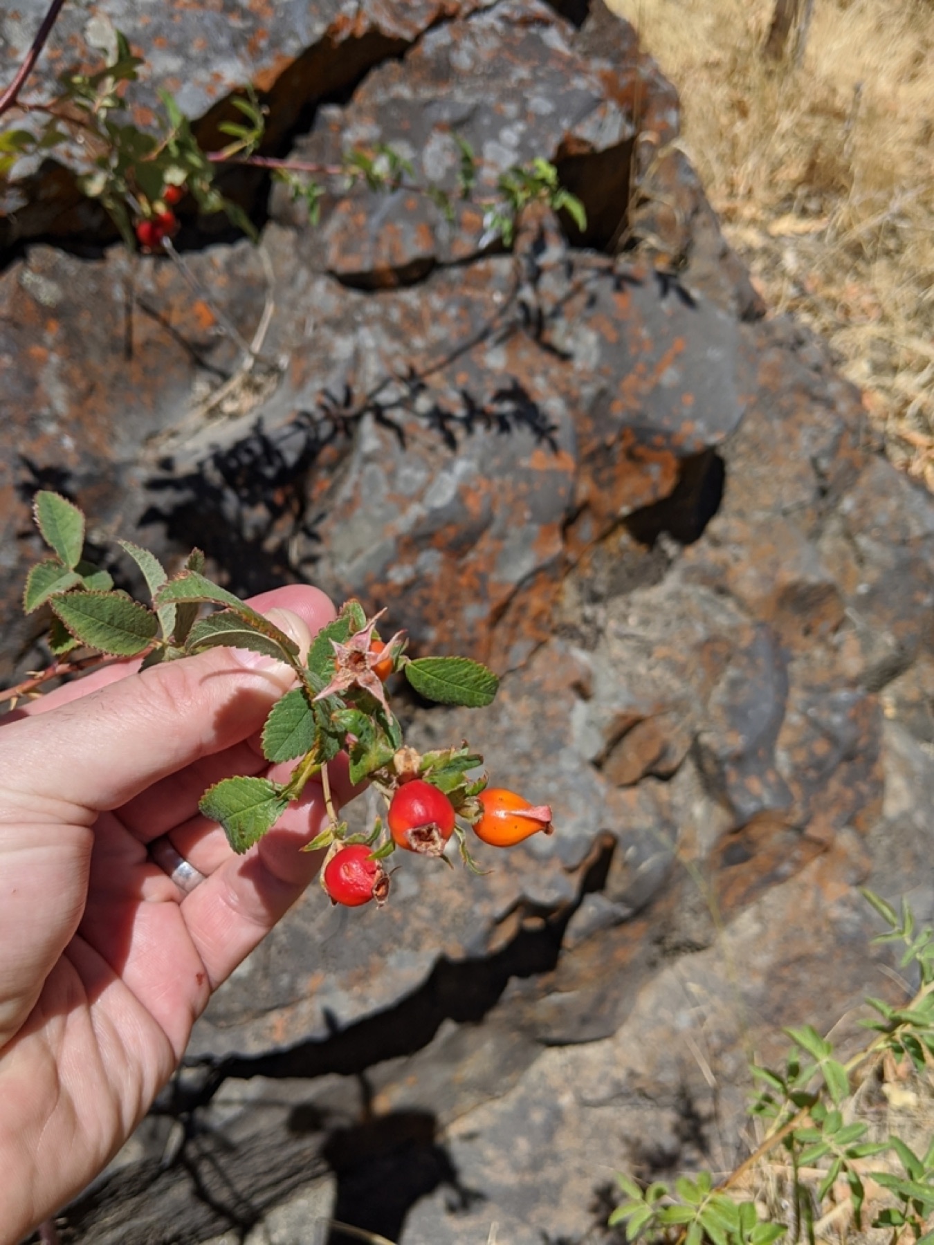 California Wild Rose — photo 12