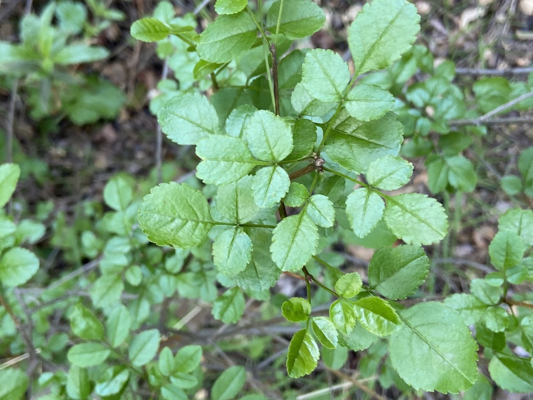 California Wild Rose — photo 13