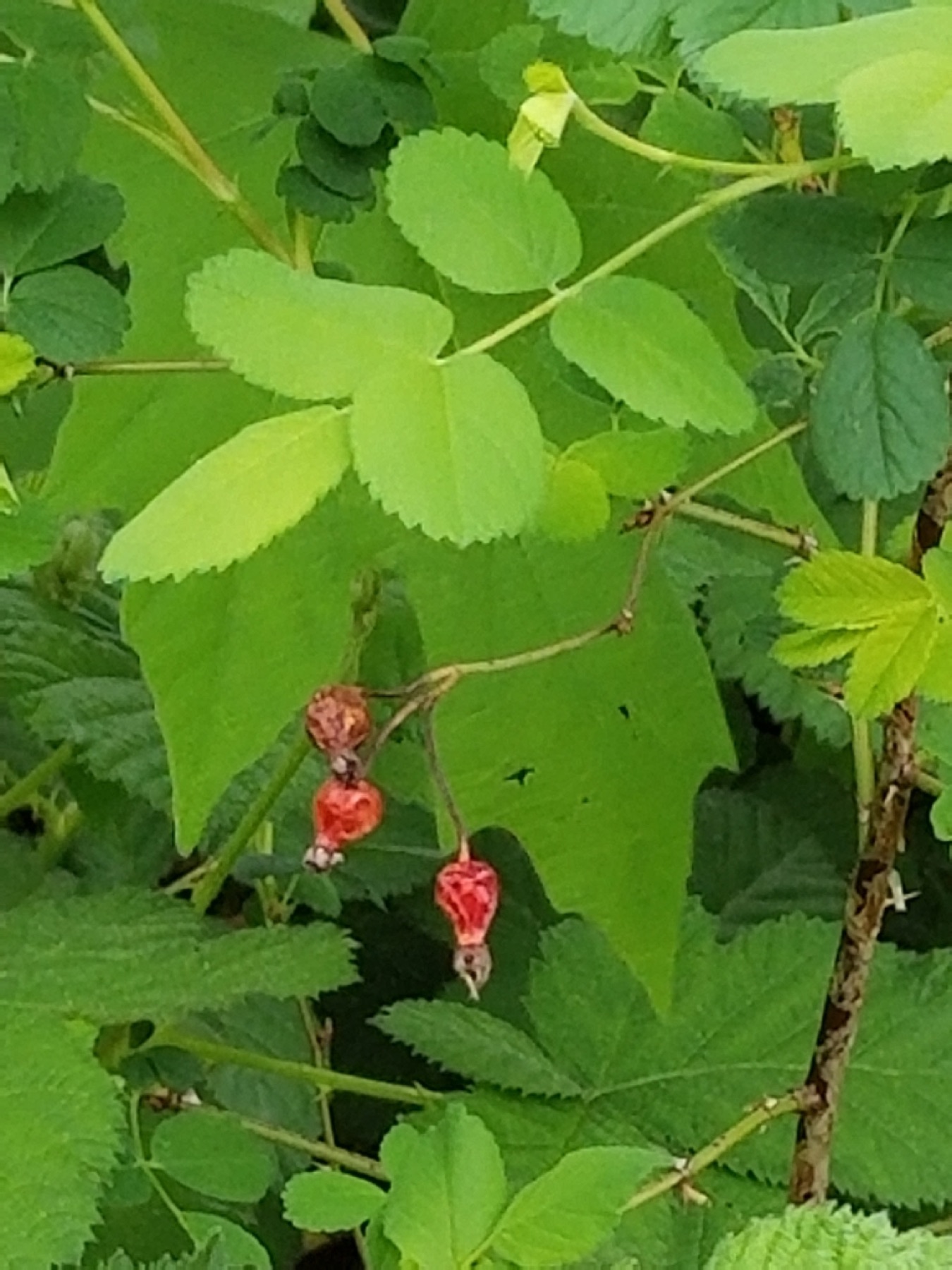 California Wild Rose — photo 14
