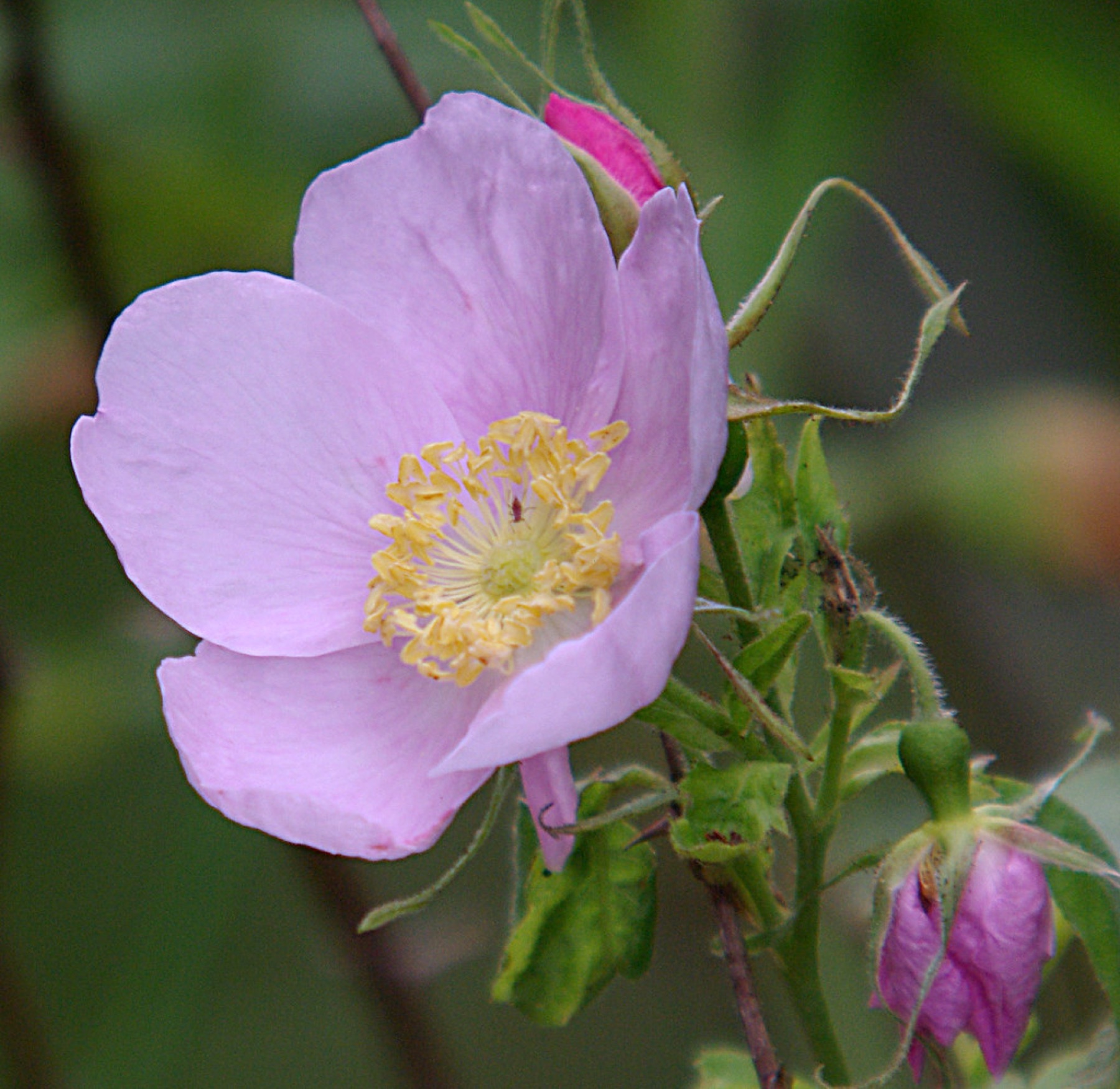California Wild Rose — photo 15