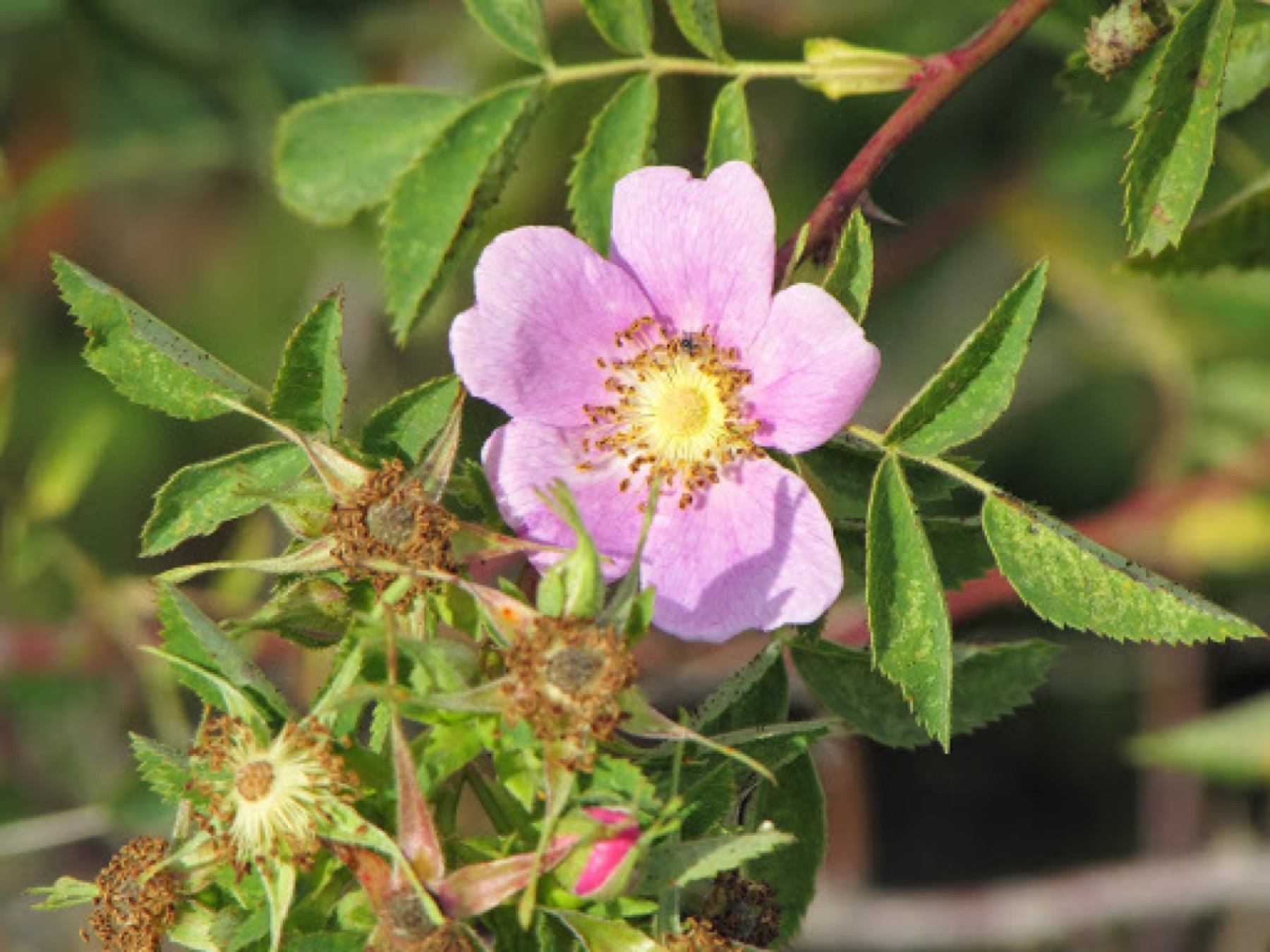 California Wild Rose — photo 16