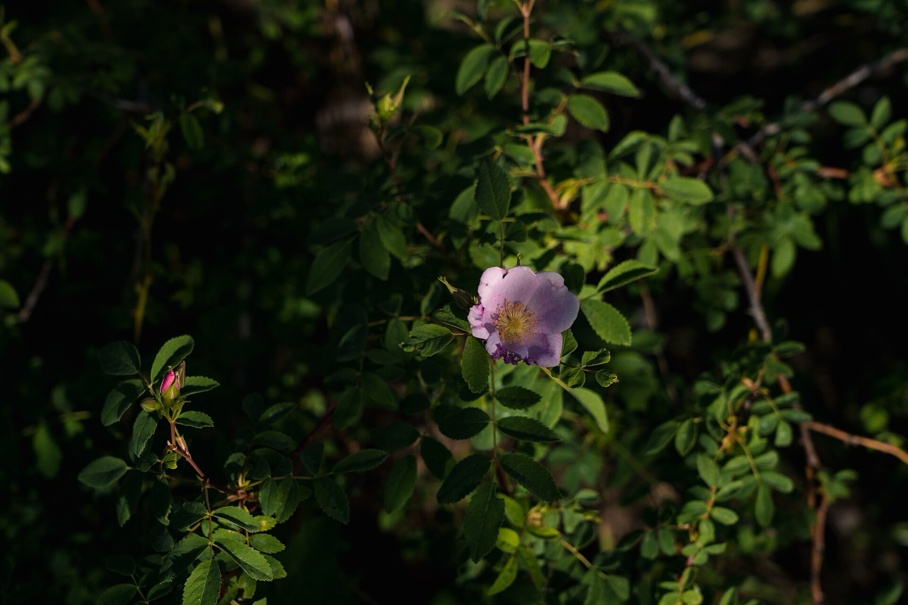 California Wild Rose — photo 17
