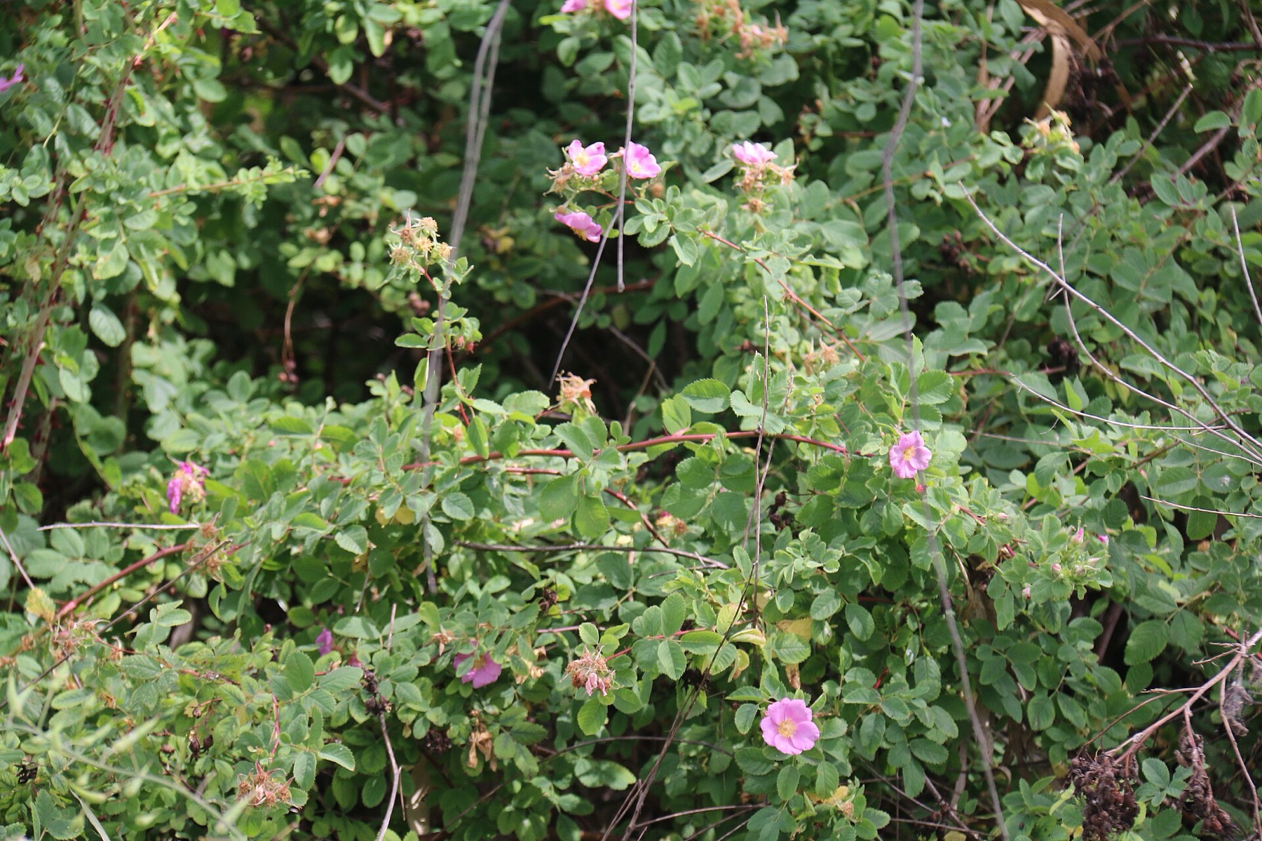 California Wild Rose — photo 18