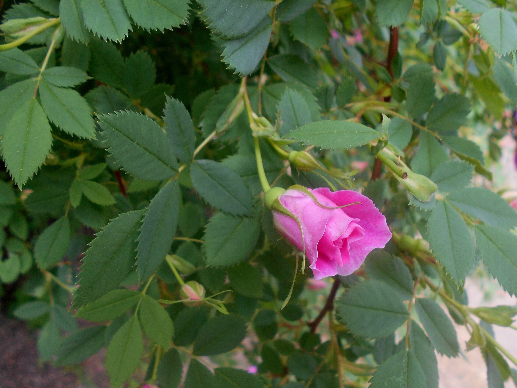 California Wild Rose — photo 20