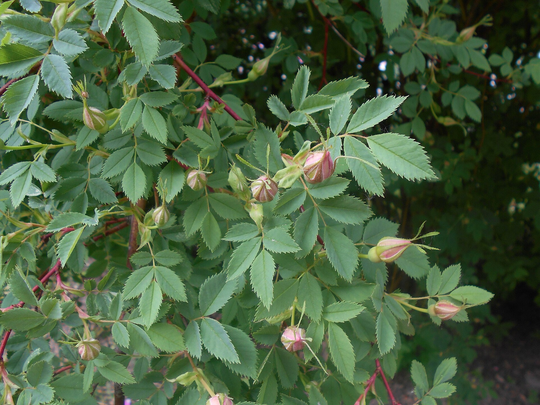 California Wild Rose — photo 21