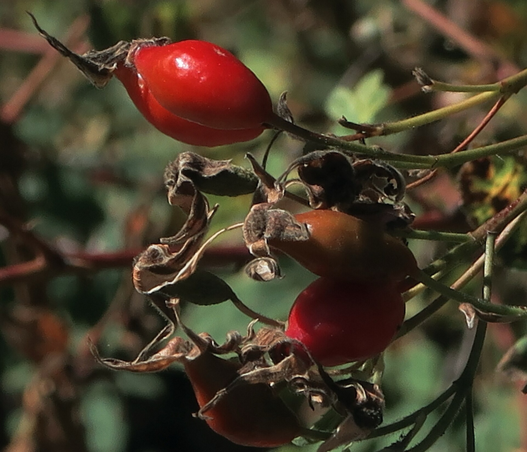 California Wild Rose — photo 22