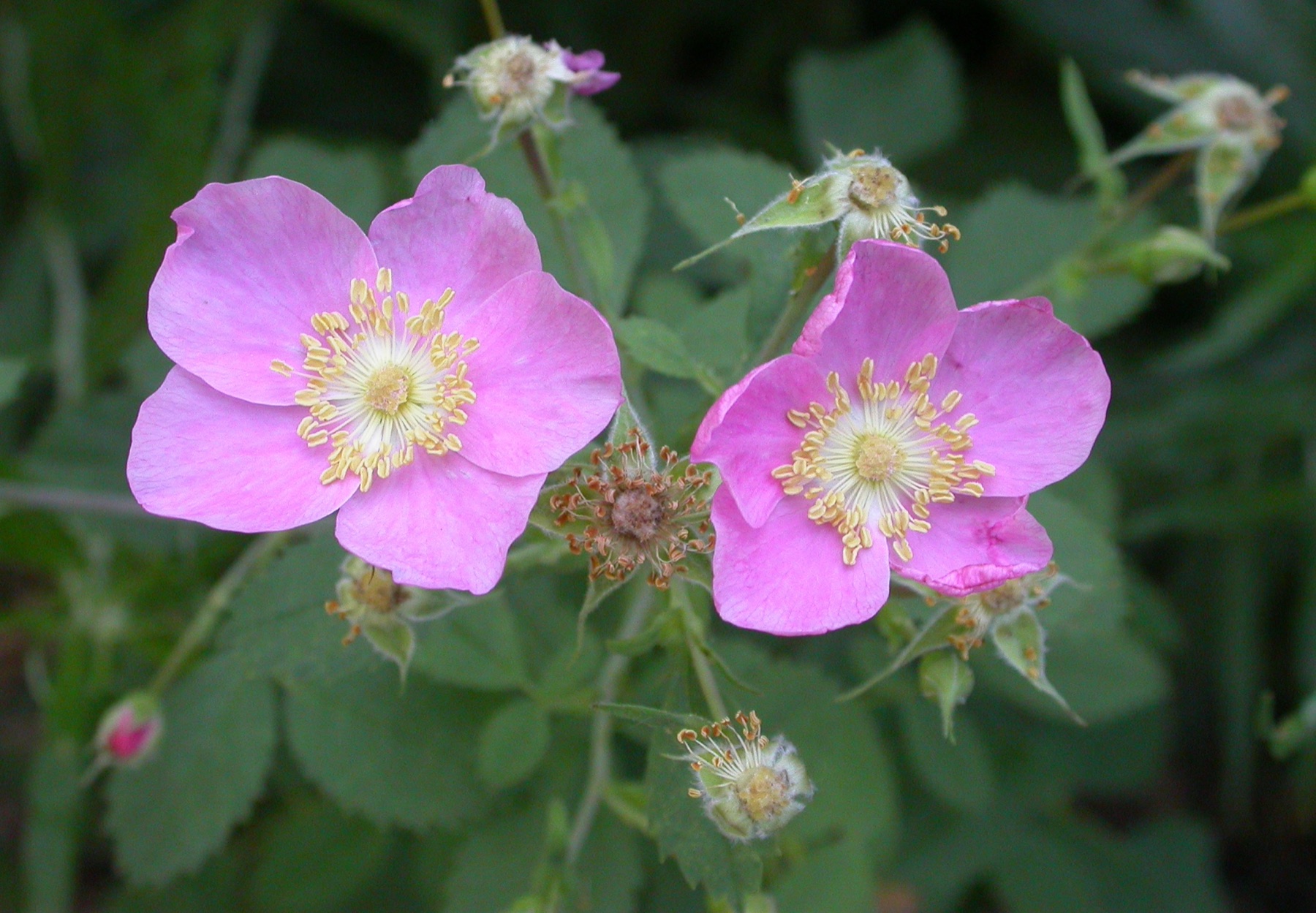 California Wild Rose — photo 23