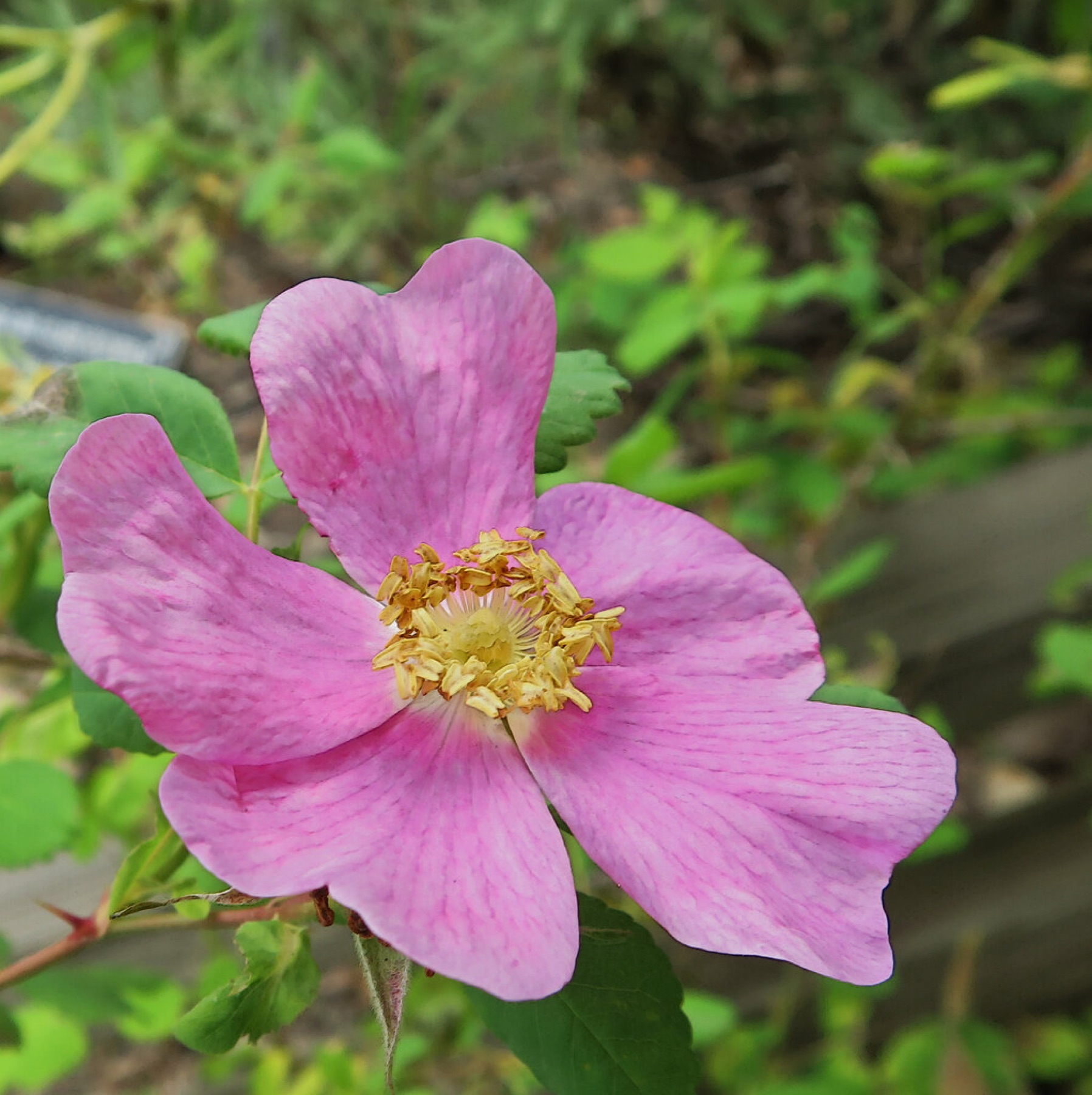 California Wild Rose — photo 24