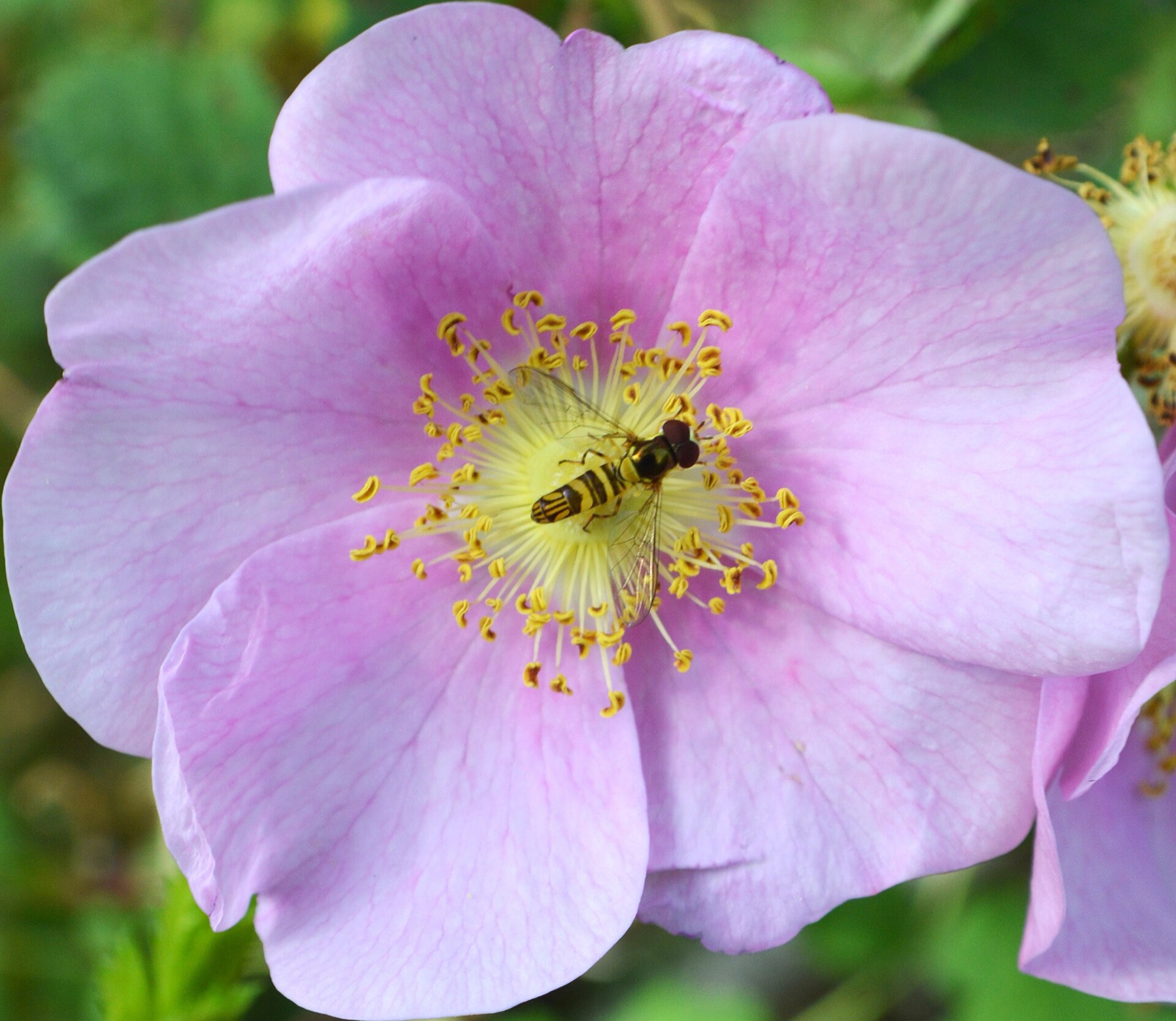 Pink / purple — e.g. California Wild Rose