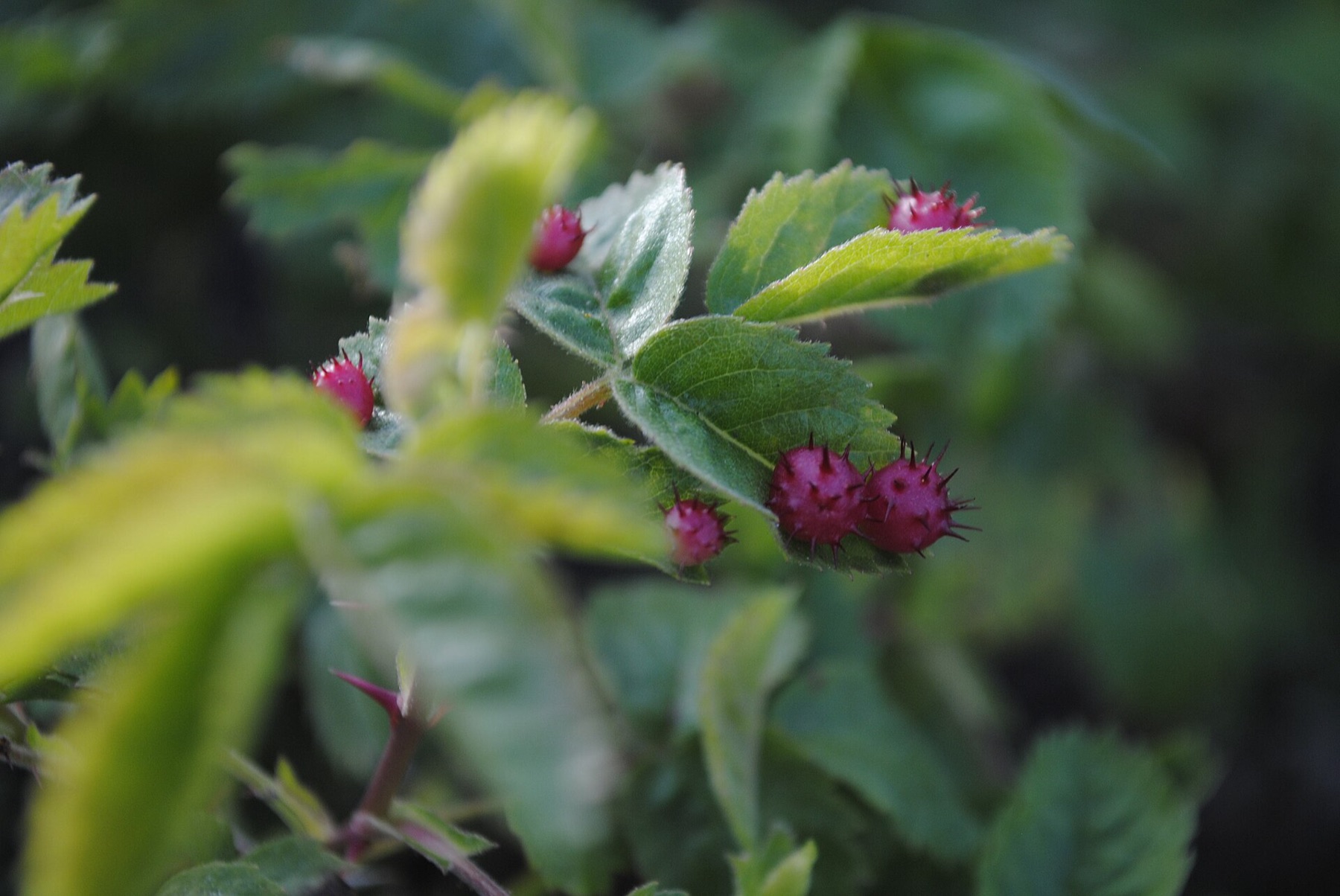 California Wild Rose — photo 2